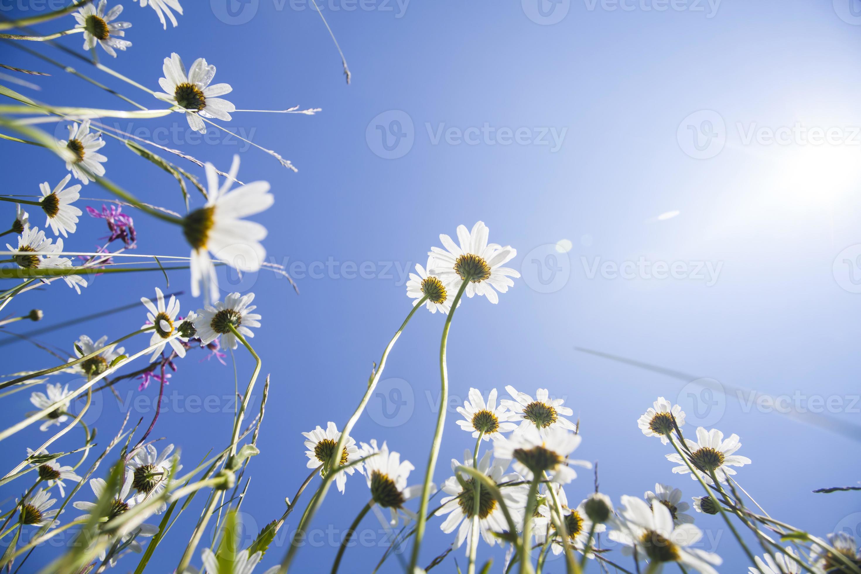 belles marguerites blanches et ciel bleu photo