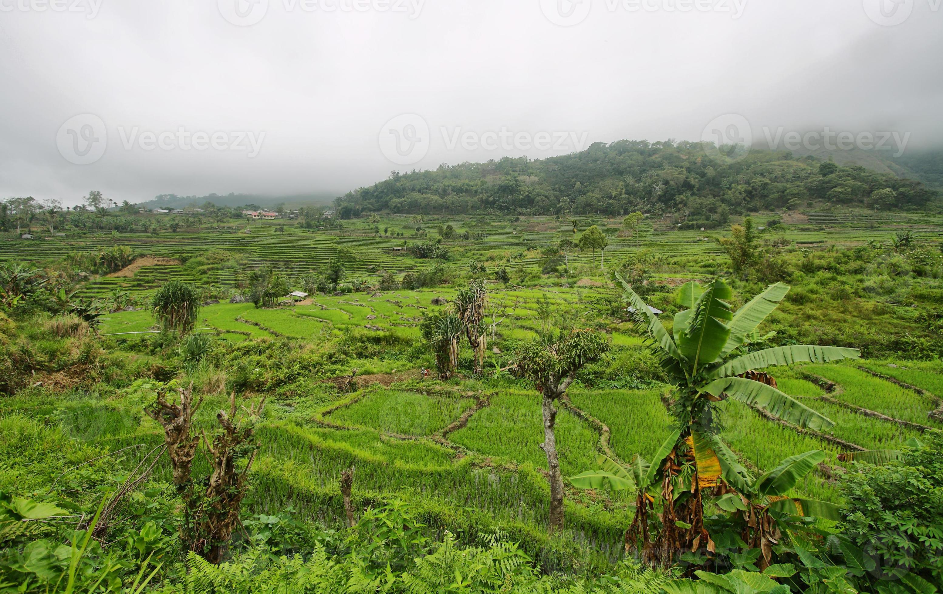 rizières vert clair avec palmier photo