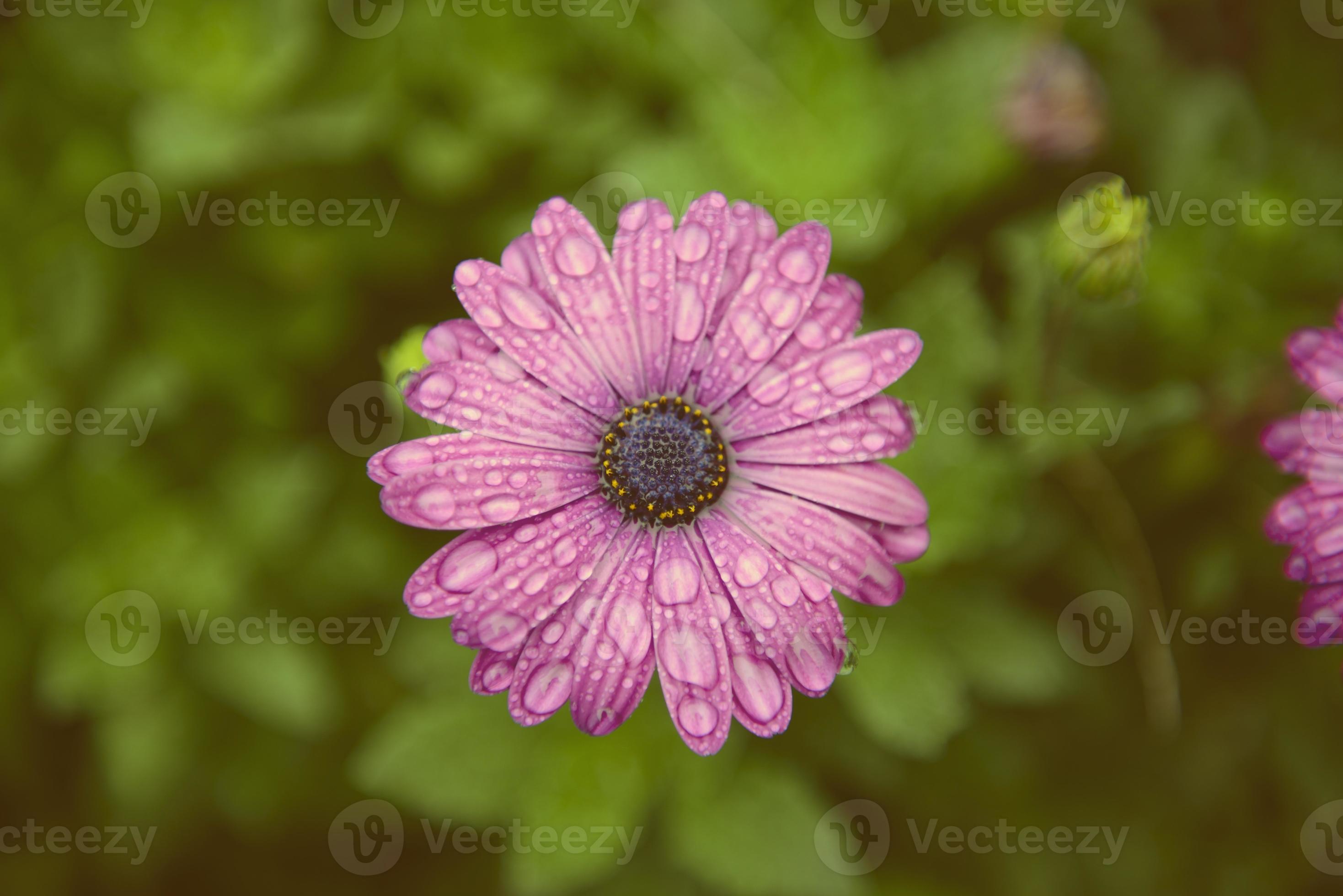 marguerite violette et gouttes d'eau 1364307 Banque de photos