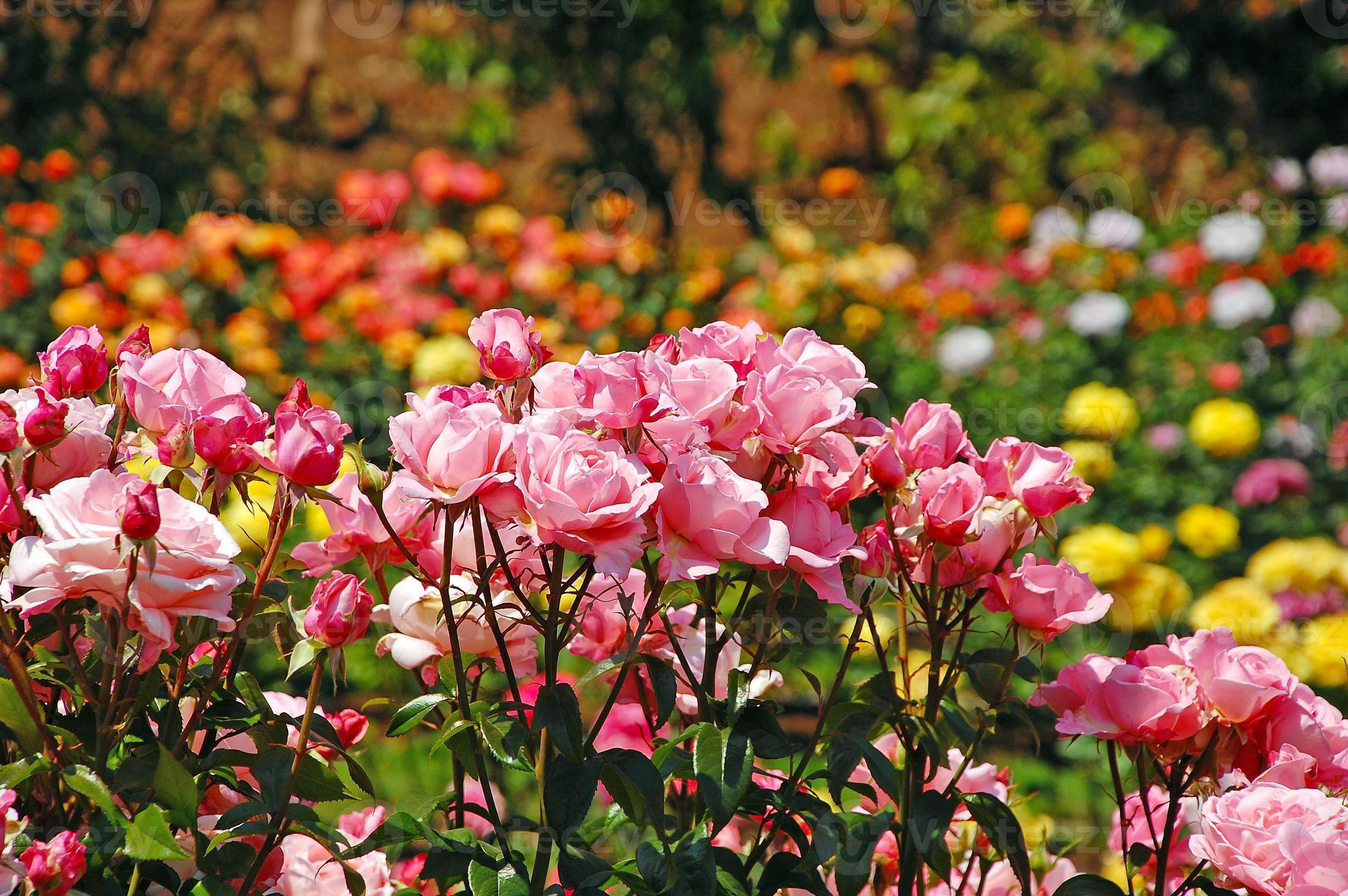 roseraie de printemps rose photo