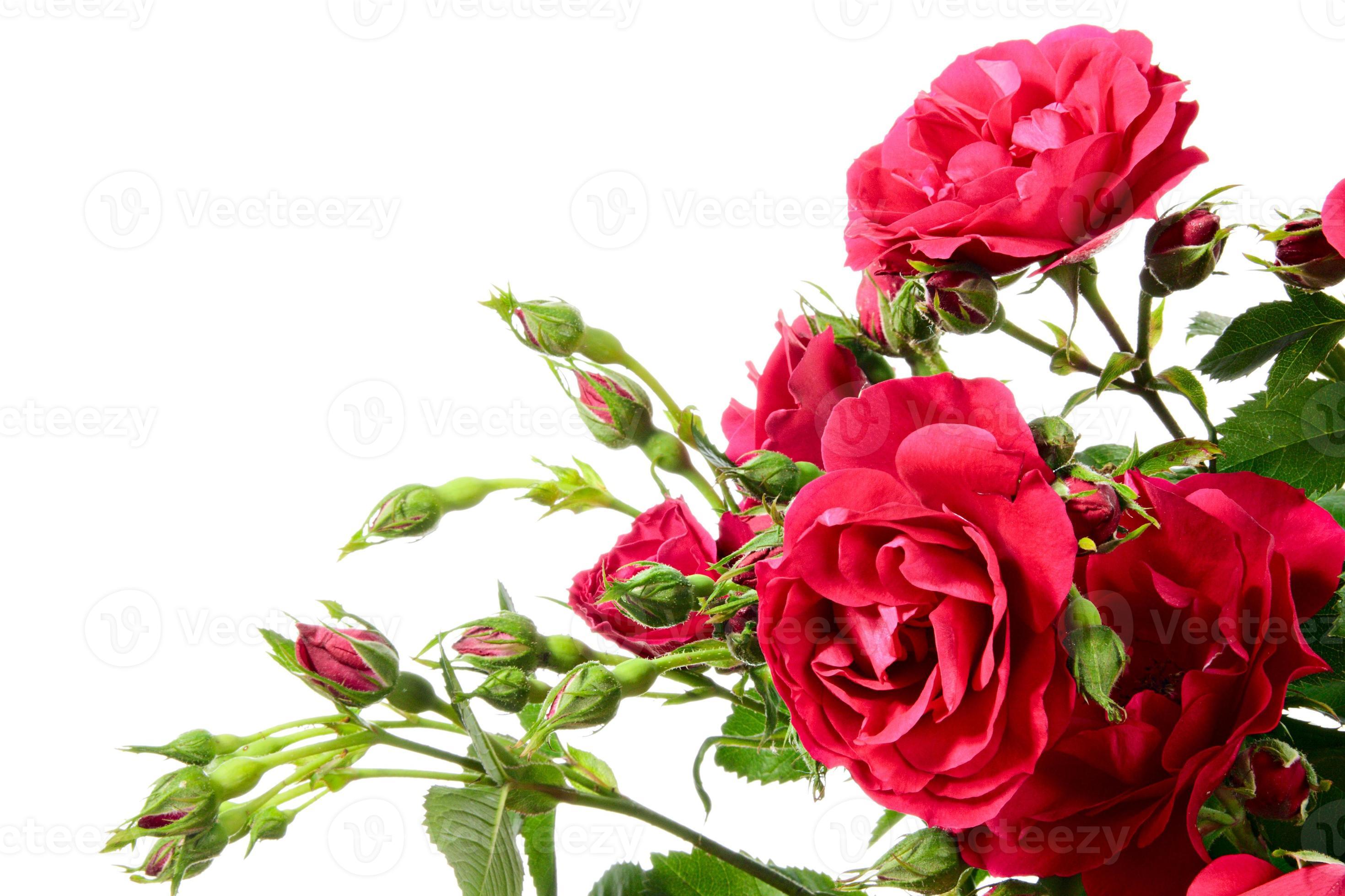 Gros plan de roses grimpantes sur fond blanc 1379404 Banque de photos