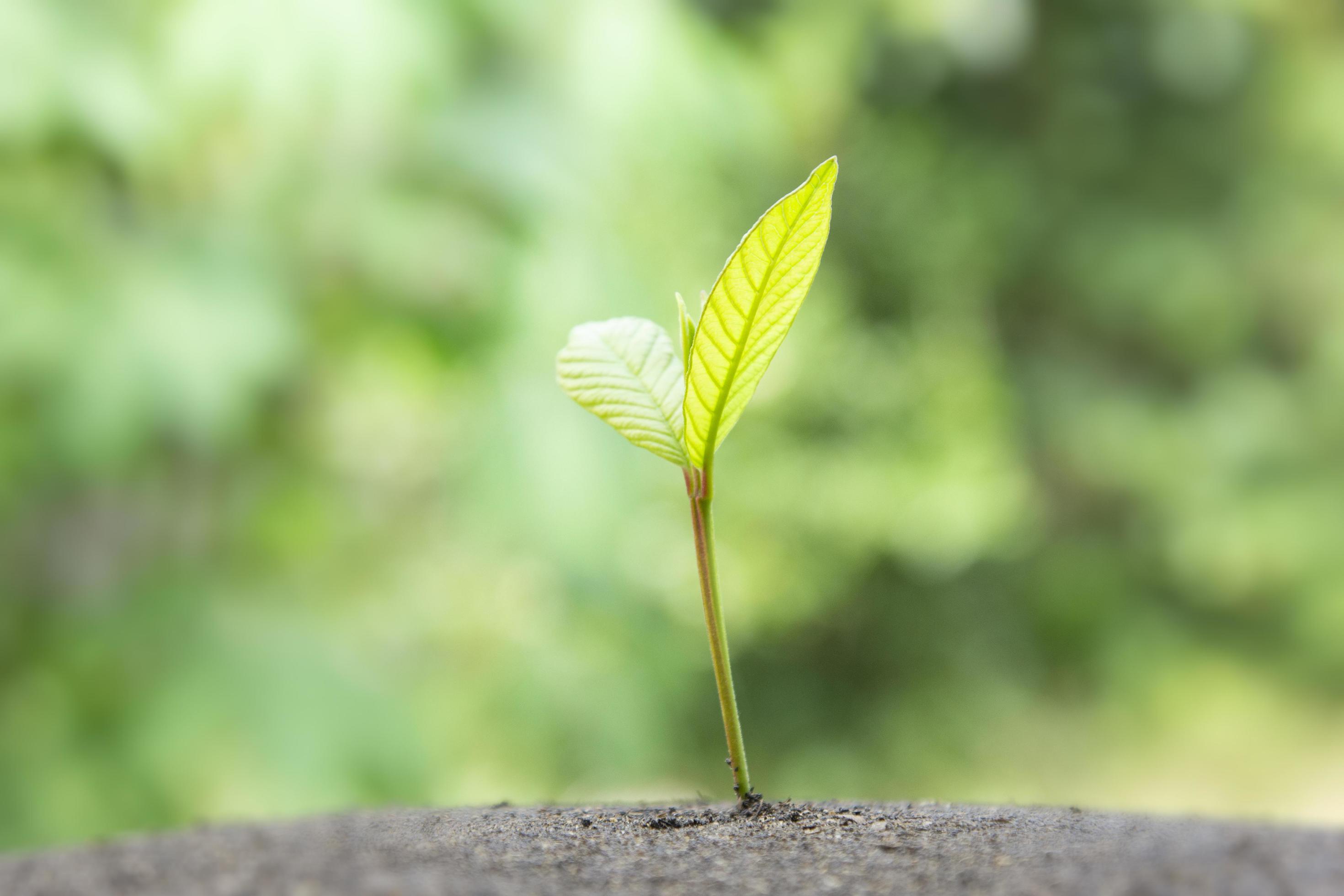 un petit arbre qui pousse sur le sol sombre dans la nature pour planter des  arbres, et une jeune plante qui grandit à la lumière du matin sur fond de  nature 13796320