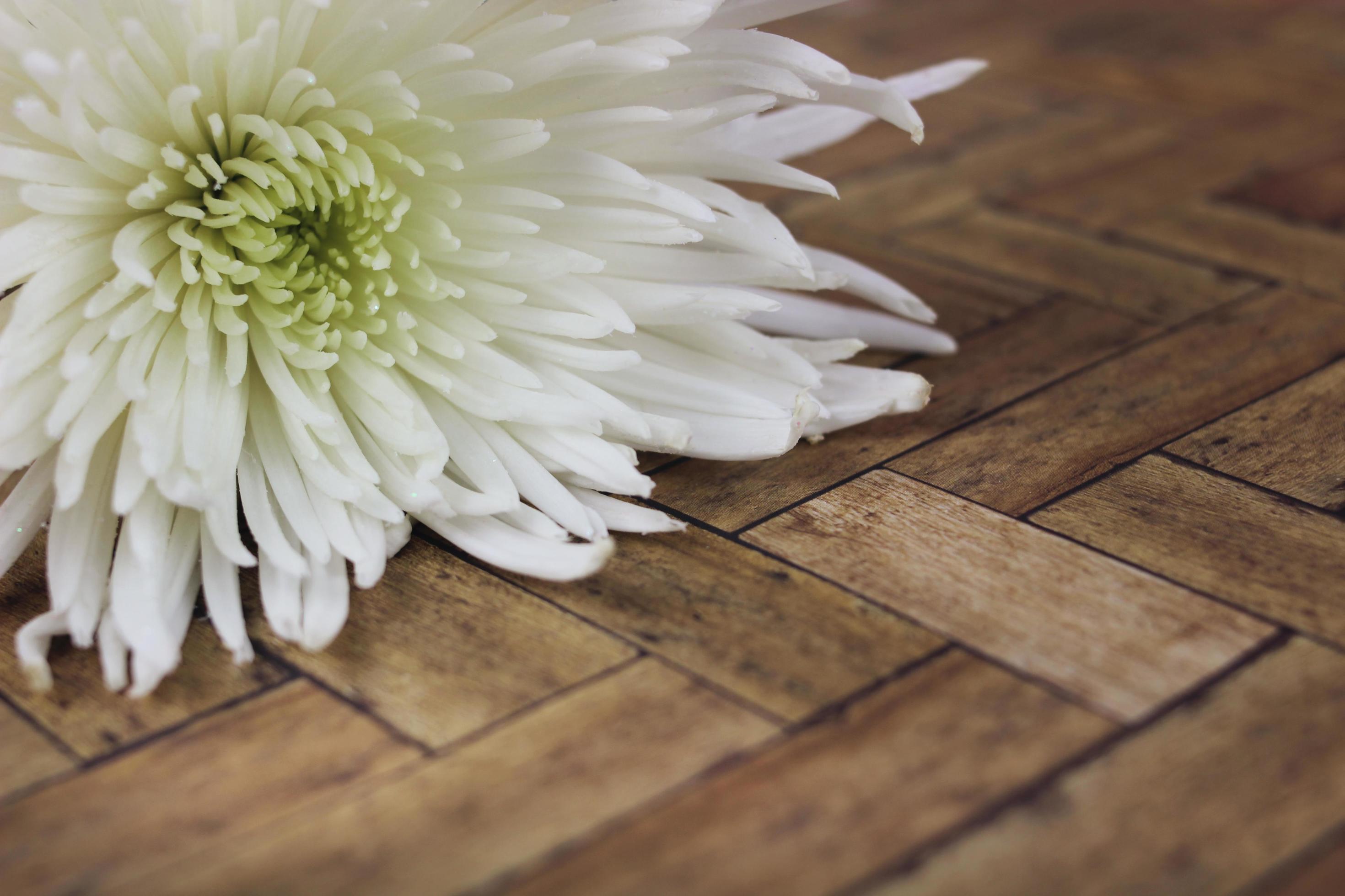 fleur blanche sur une surface en bois 1421474 Banque de photos
