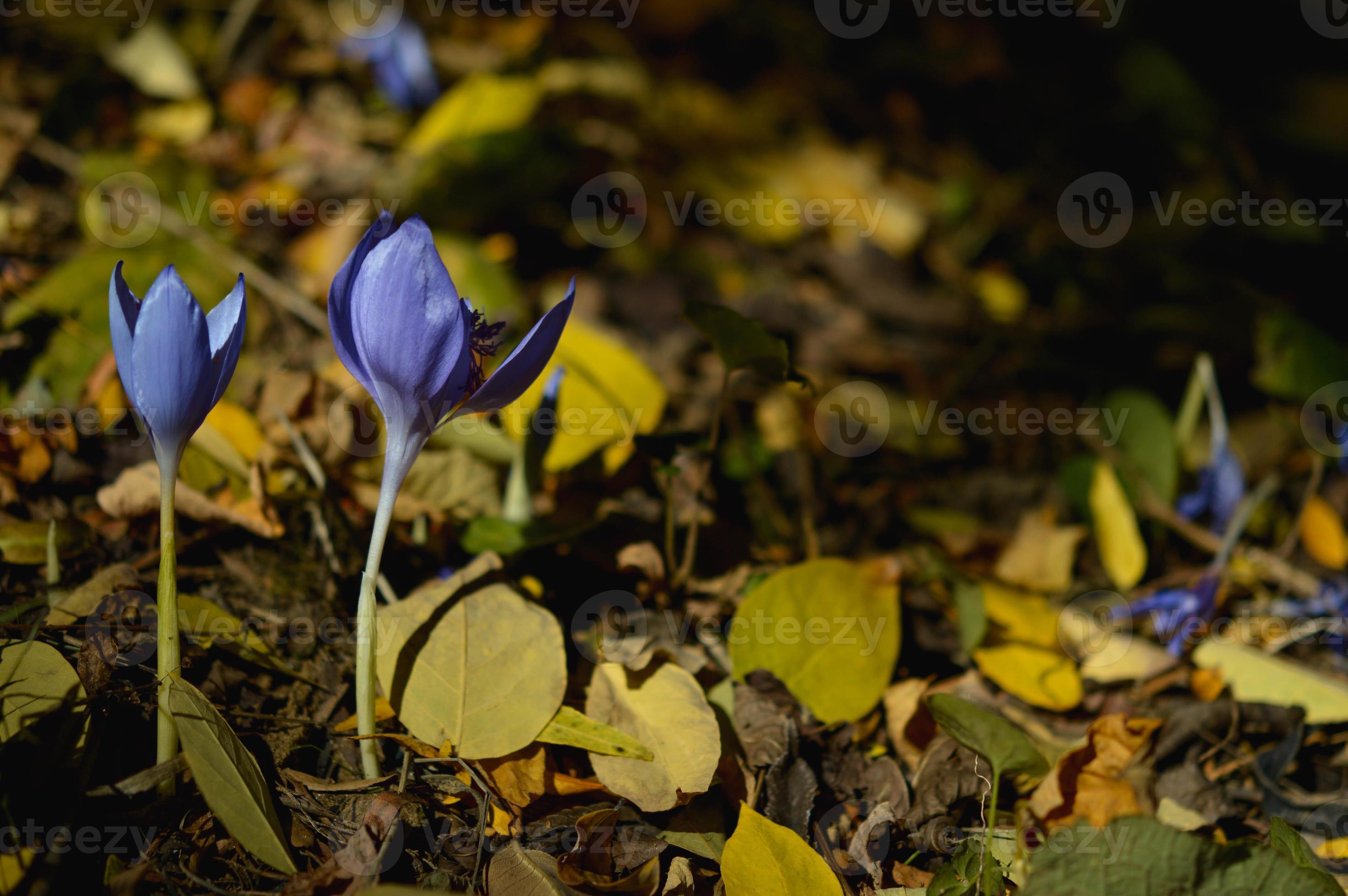 crocus banaticus, fleur sauvage violette du début de l'automne 14953782  Banque de photos