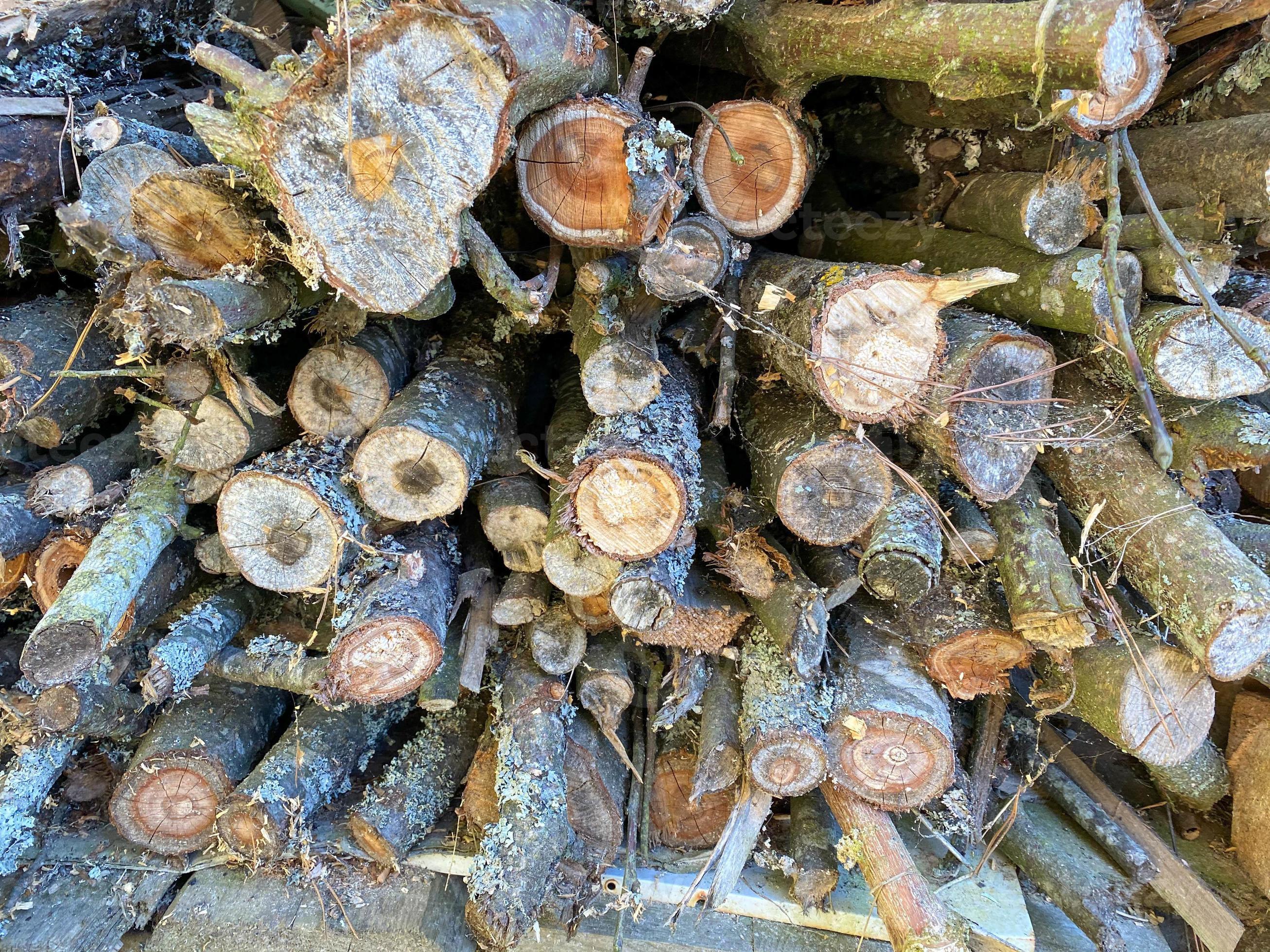 bois coupé redressé en rangée. bûches de bois pour le chauffage