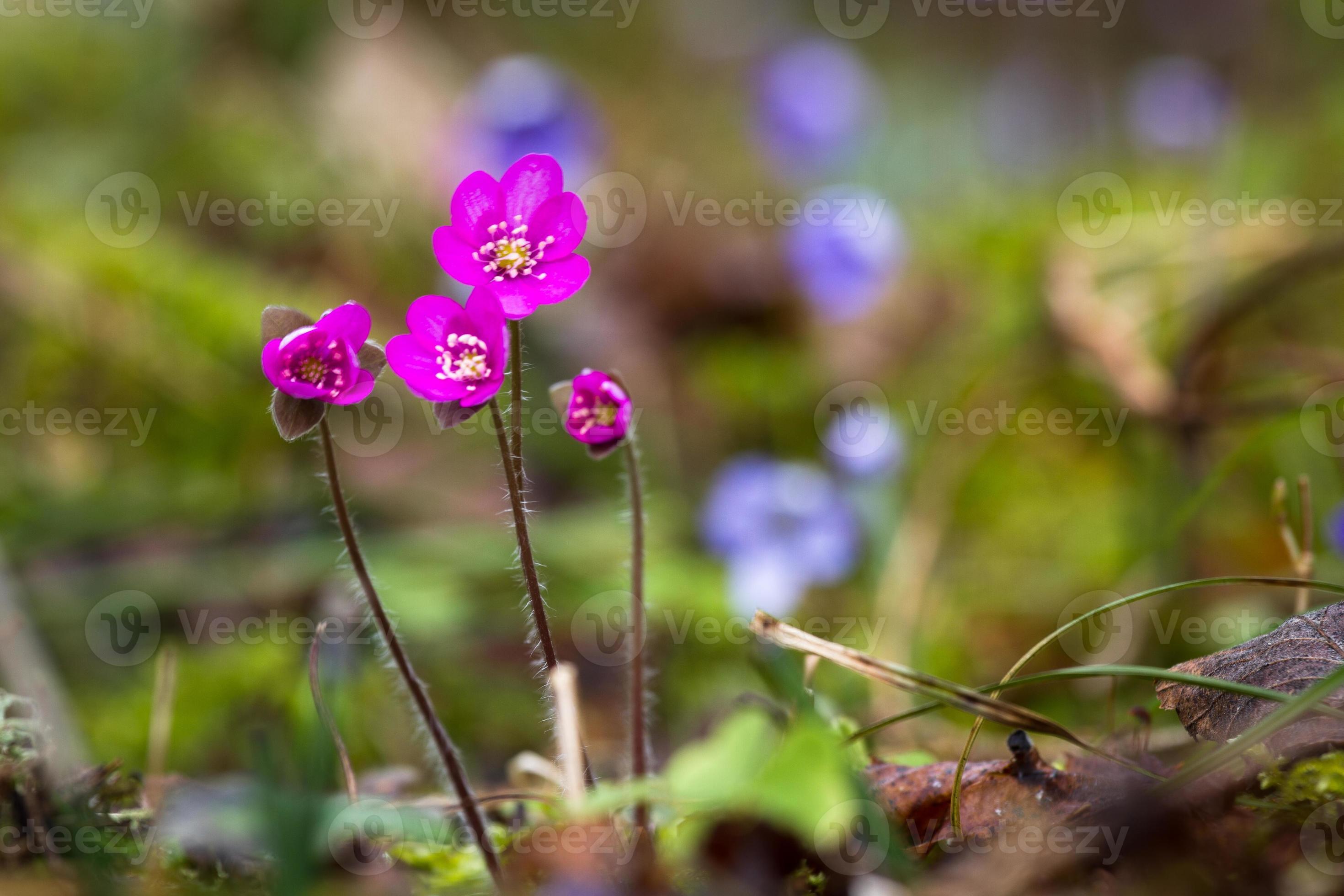 Anemone hepatica en forêt naturelle 15184371 Banque de photos