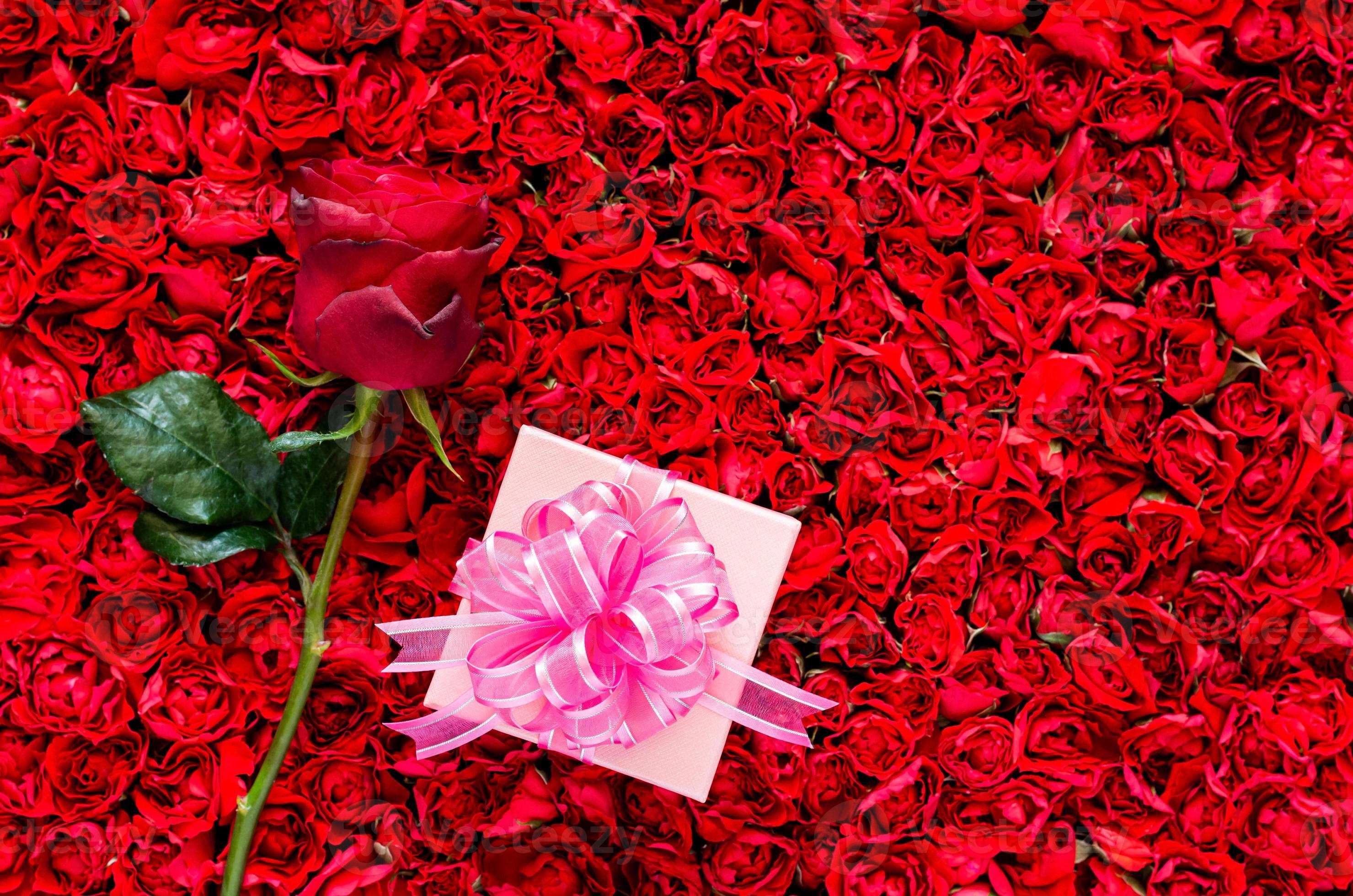 rose avec une boîte cadeau mise sur fond de roses rouges pour le concept  anniversaire, mère et saint valentin. 15229651 Banque de photos