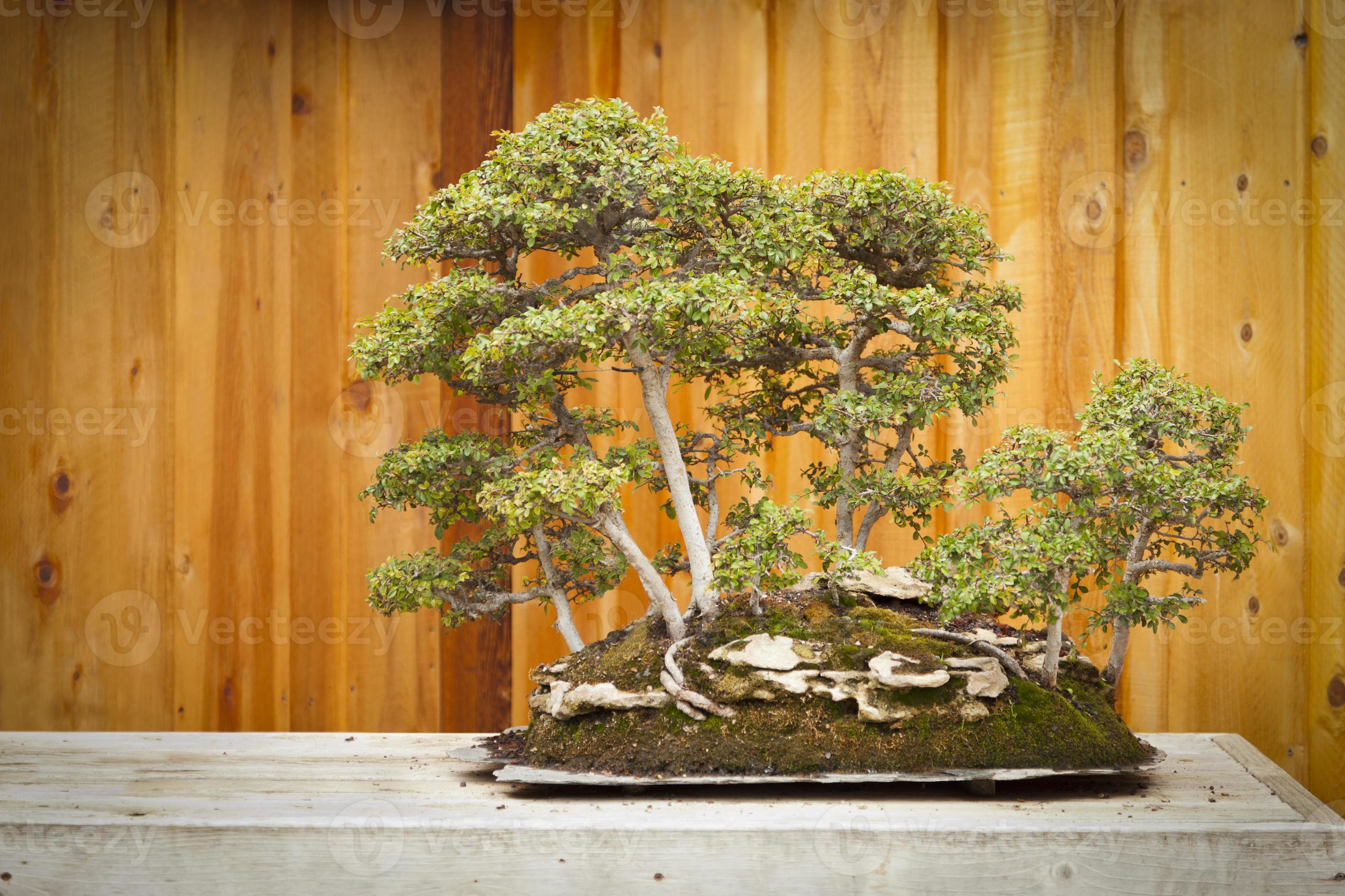orme bonsaï arbre forêt contre clôture en bois 16297417 Photo de