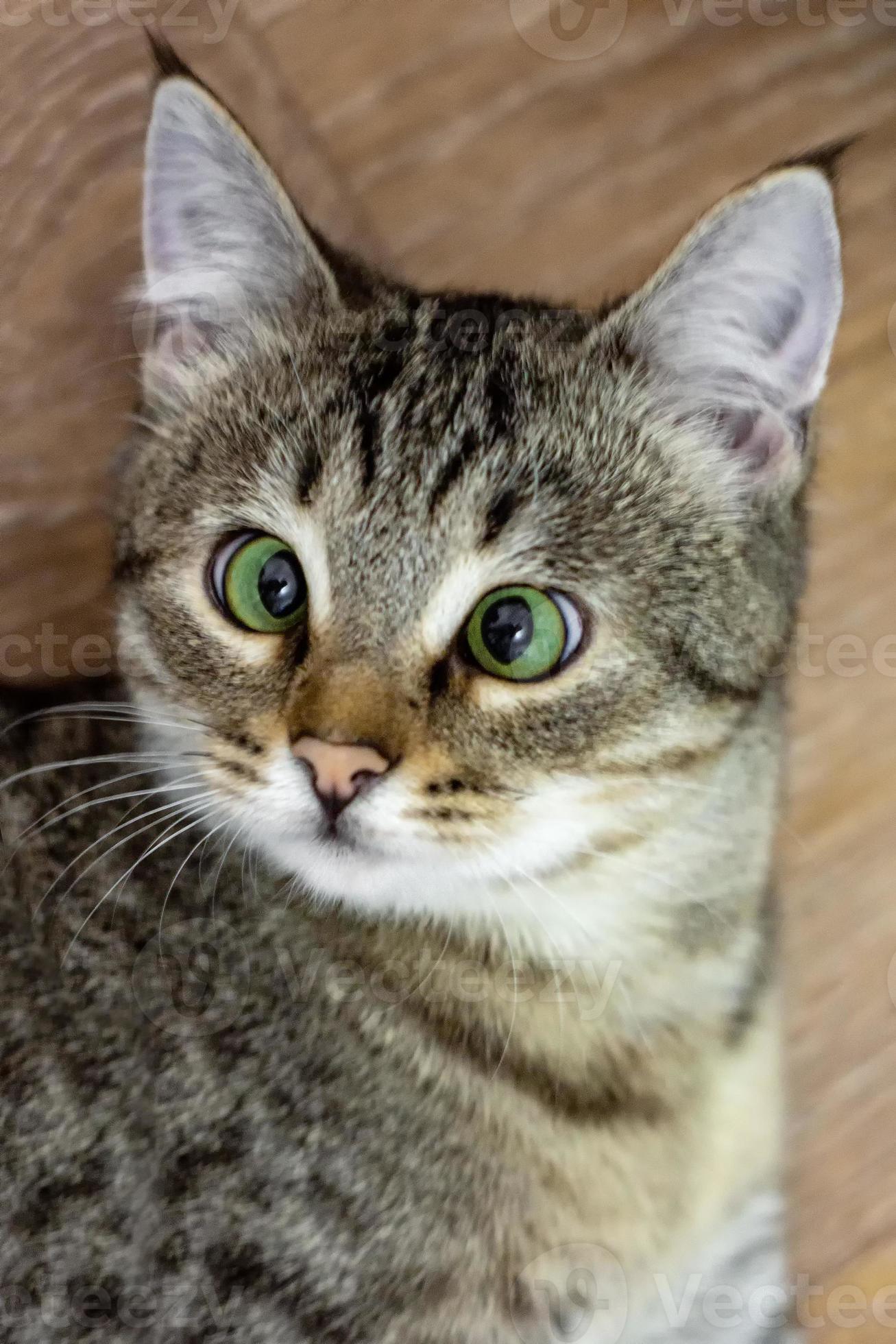 https://static.vecteezy.com/ti/photos-gratuite/p2/16696466-chat-drole-aux-yeux-verts-inclines-regarde-la-camera-avec-surprise-portrait-d-un-chaton-verticale-photo.jpg