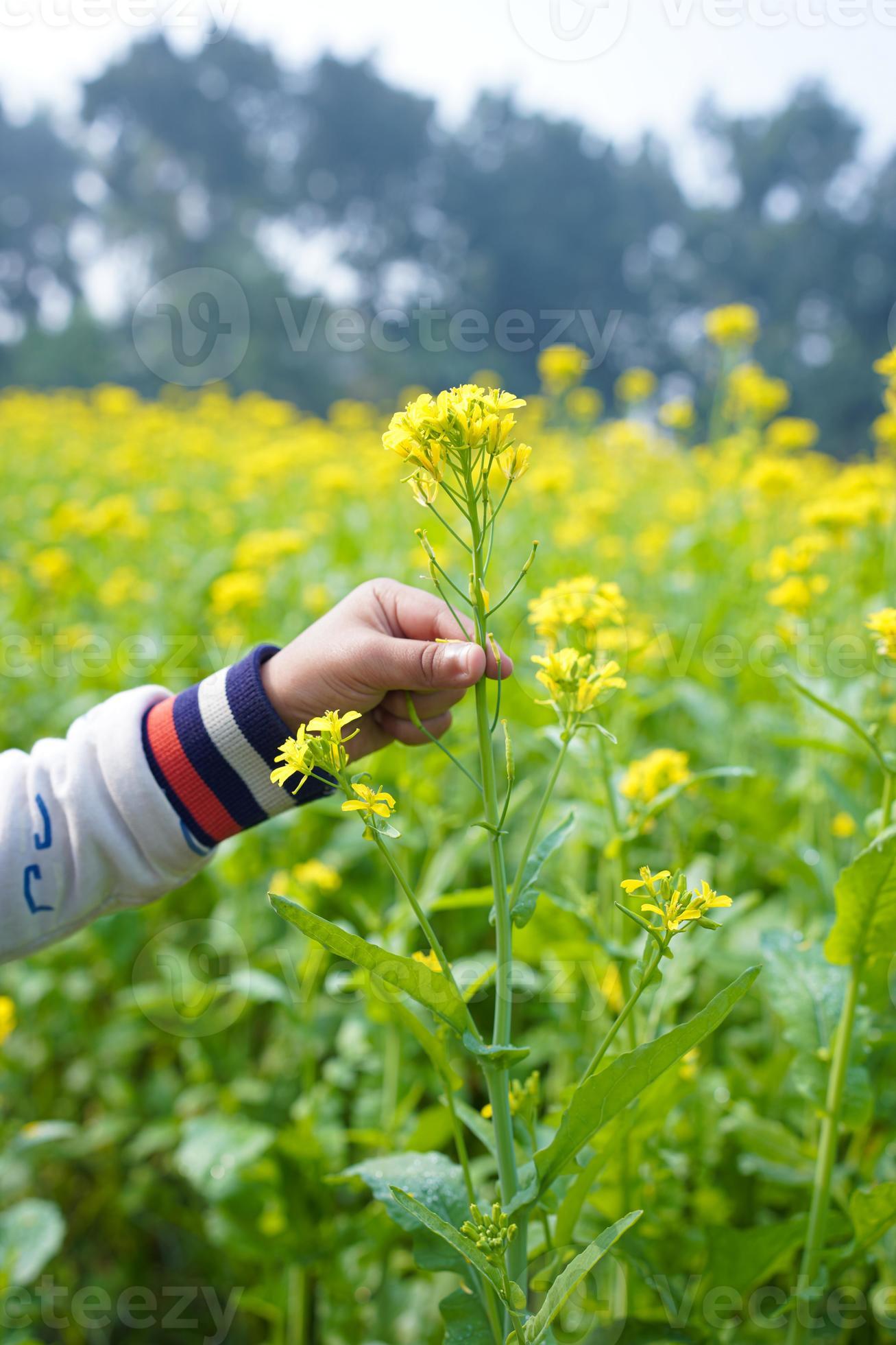 le champ de fleurs de moutarde est plein de fleurs. 17021213 Photo