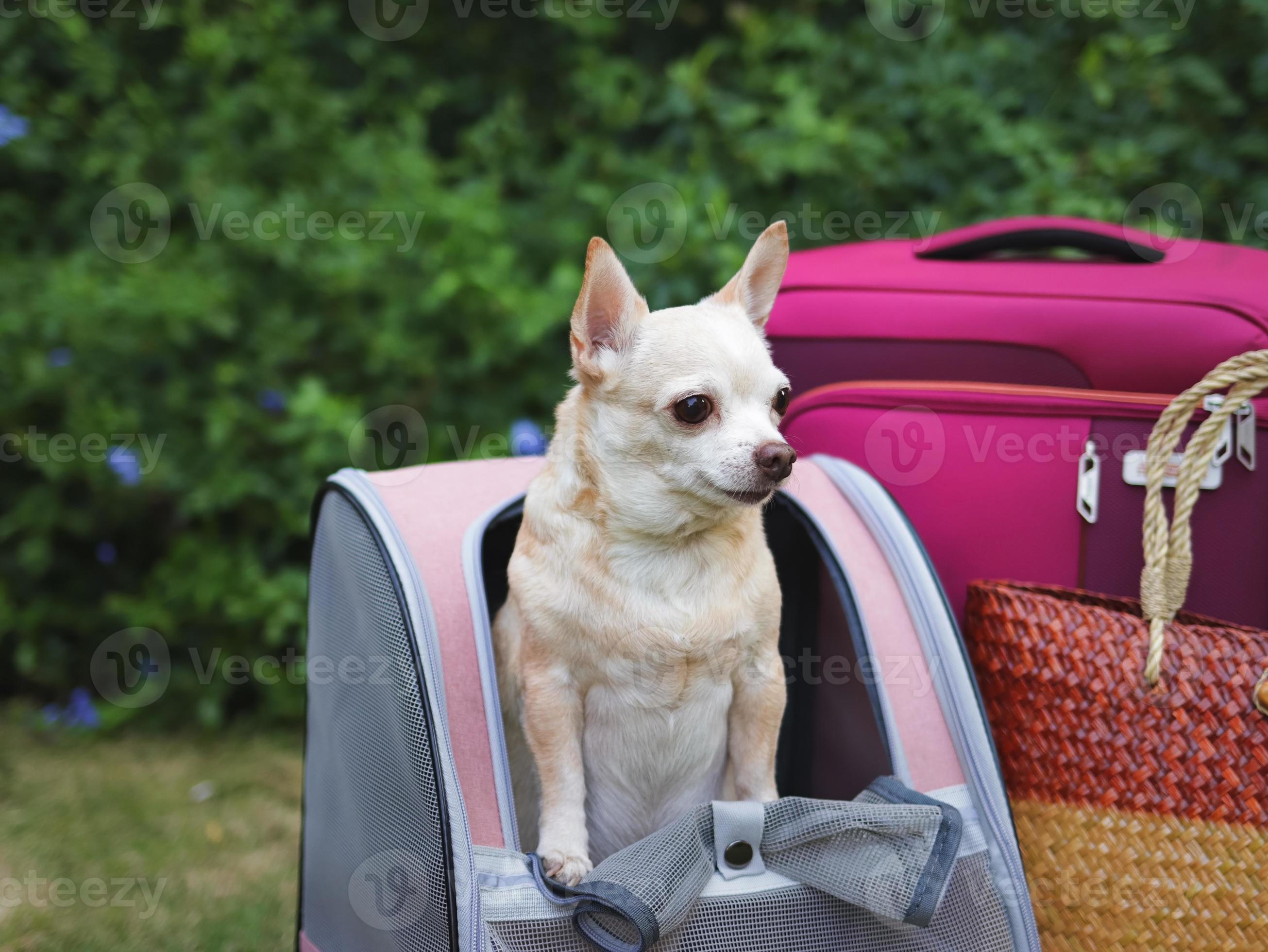 chien chihuahua à cheveux courts brun debout dans un sac à dos pour animaux  de compagnie sur l'herbe verte avec des accessoires de voyage, des bagages  roses et un sac tissé. 17186572