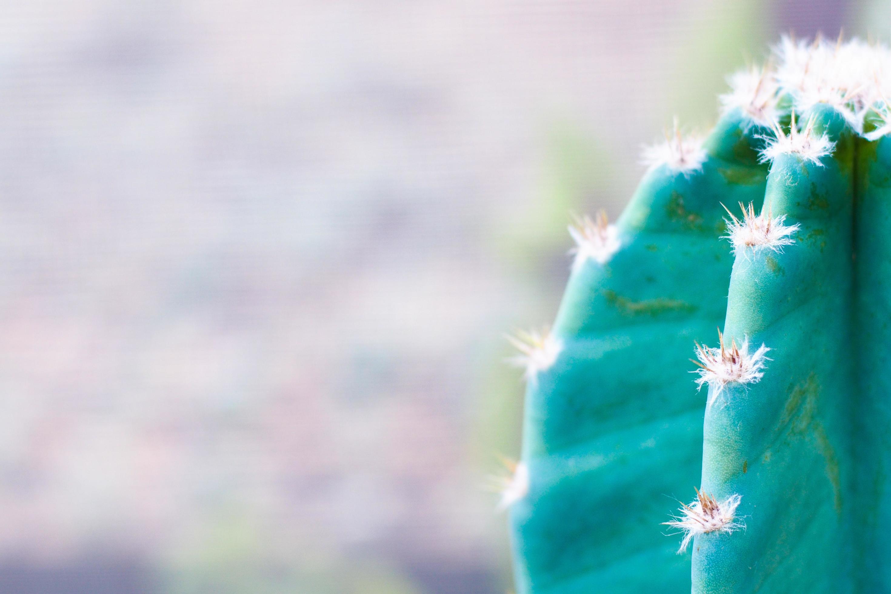 cactus isolé dans la nature photo