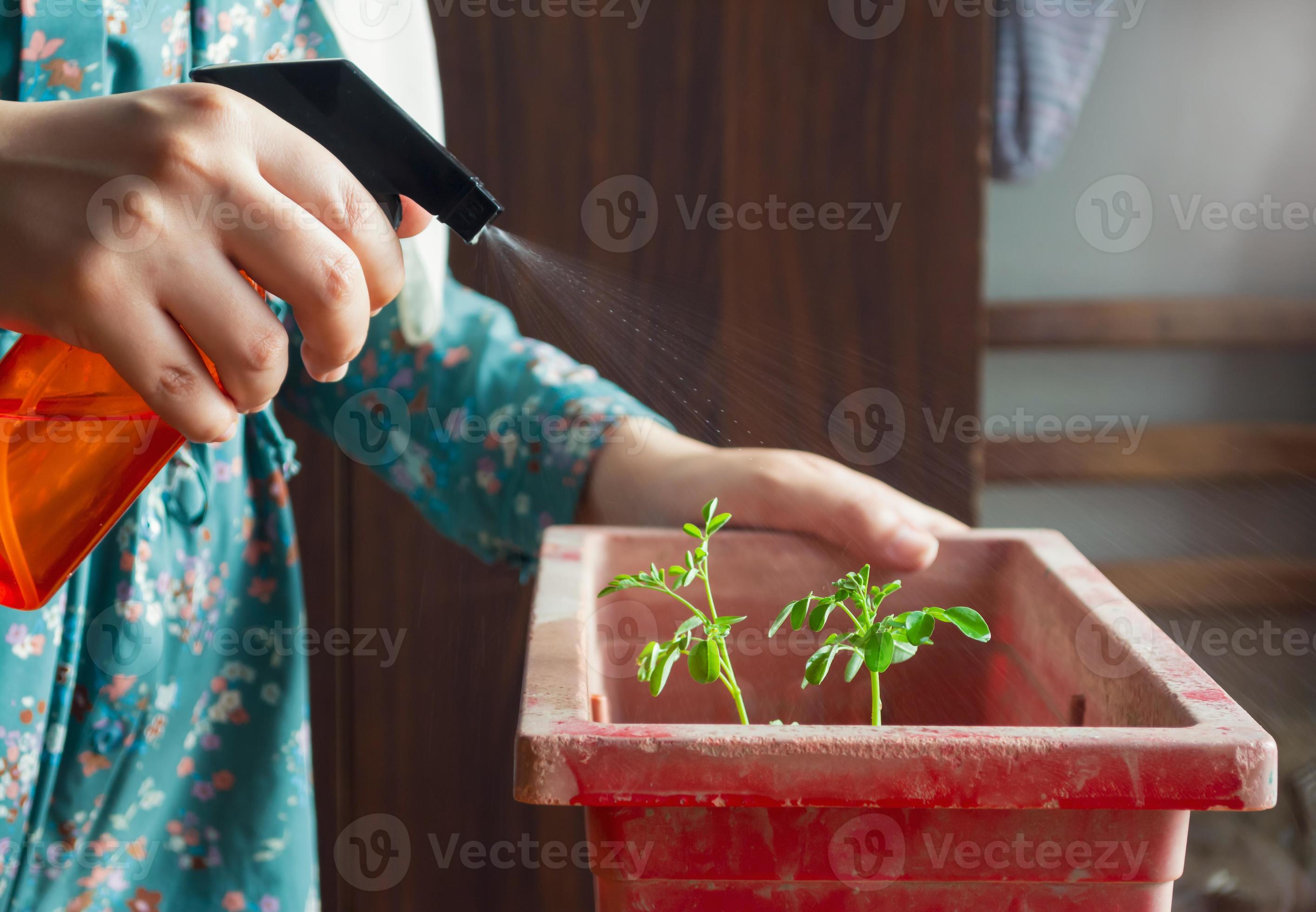 main de femme pulvérisant une plante d'intérieur avec un flacon