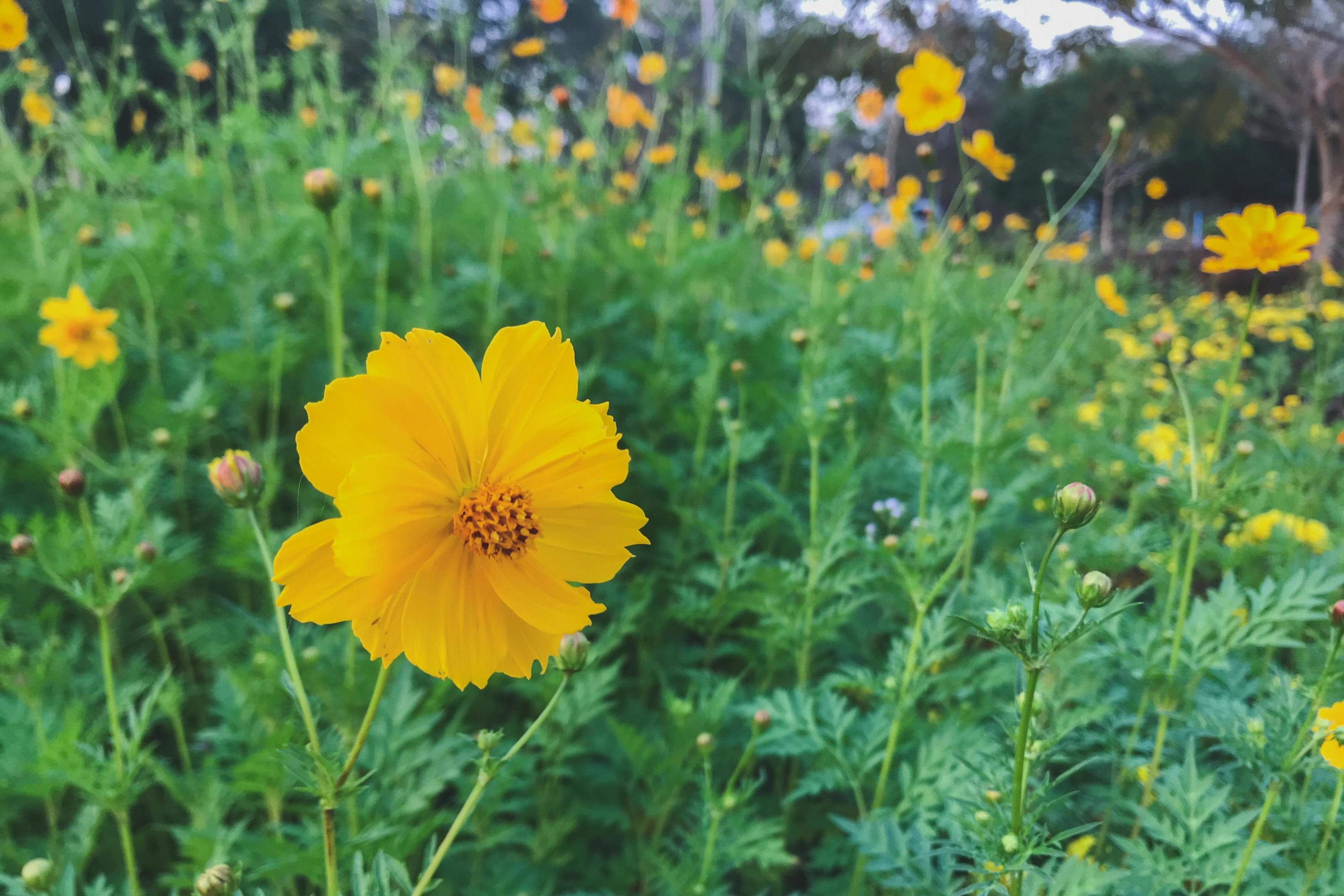 Fleurs de cosmos jaune dans un jardin 1850087 Banque de photos