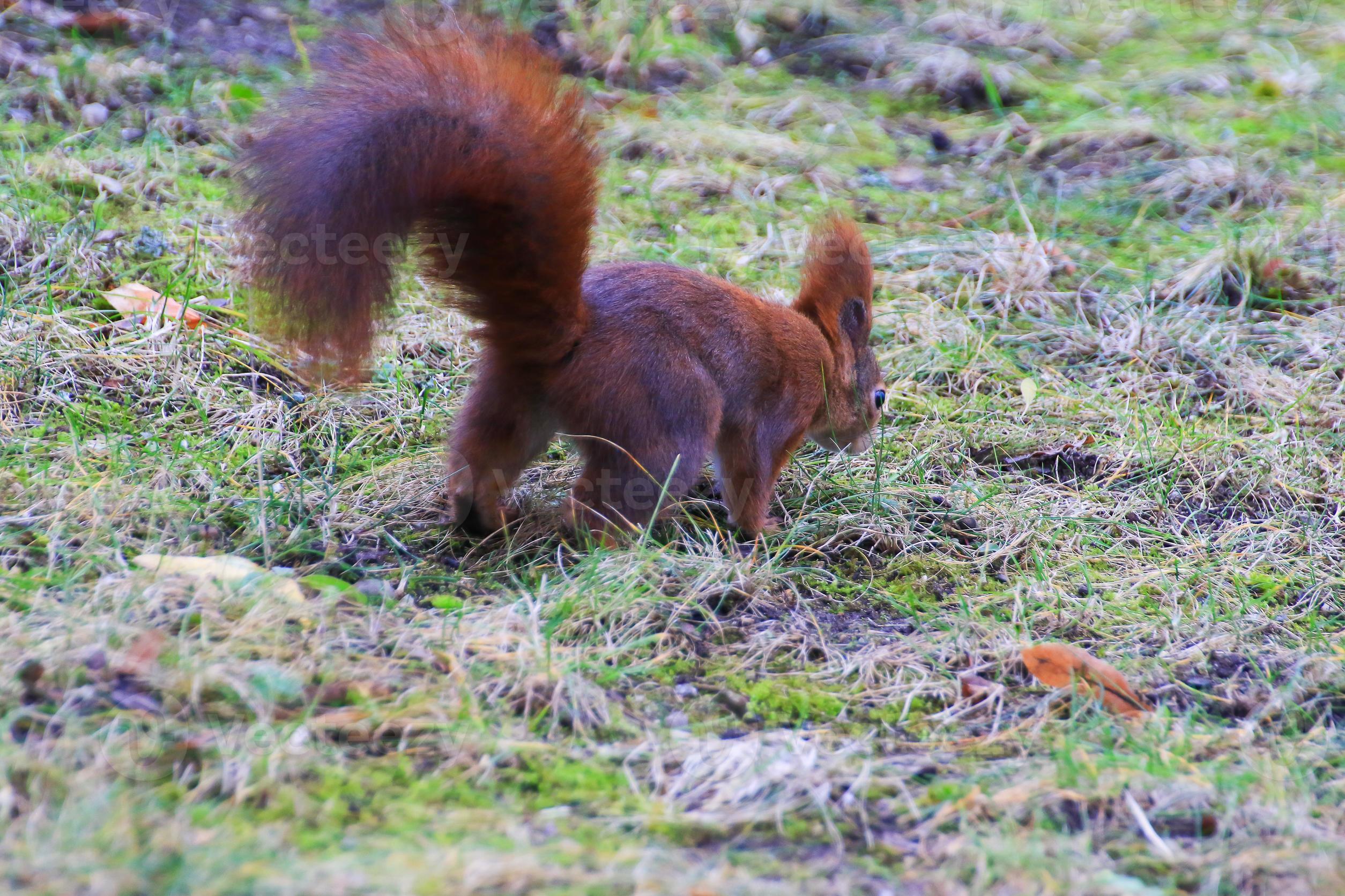 Curieux écureuil roux sciurus vulgaris dans le parc à la recherche