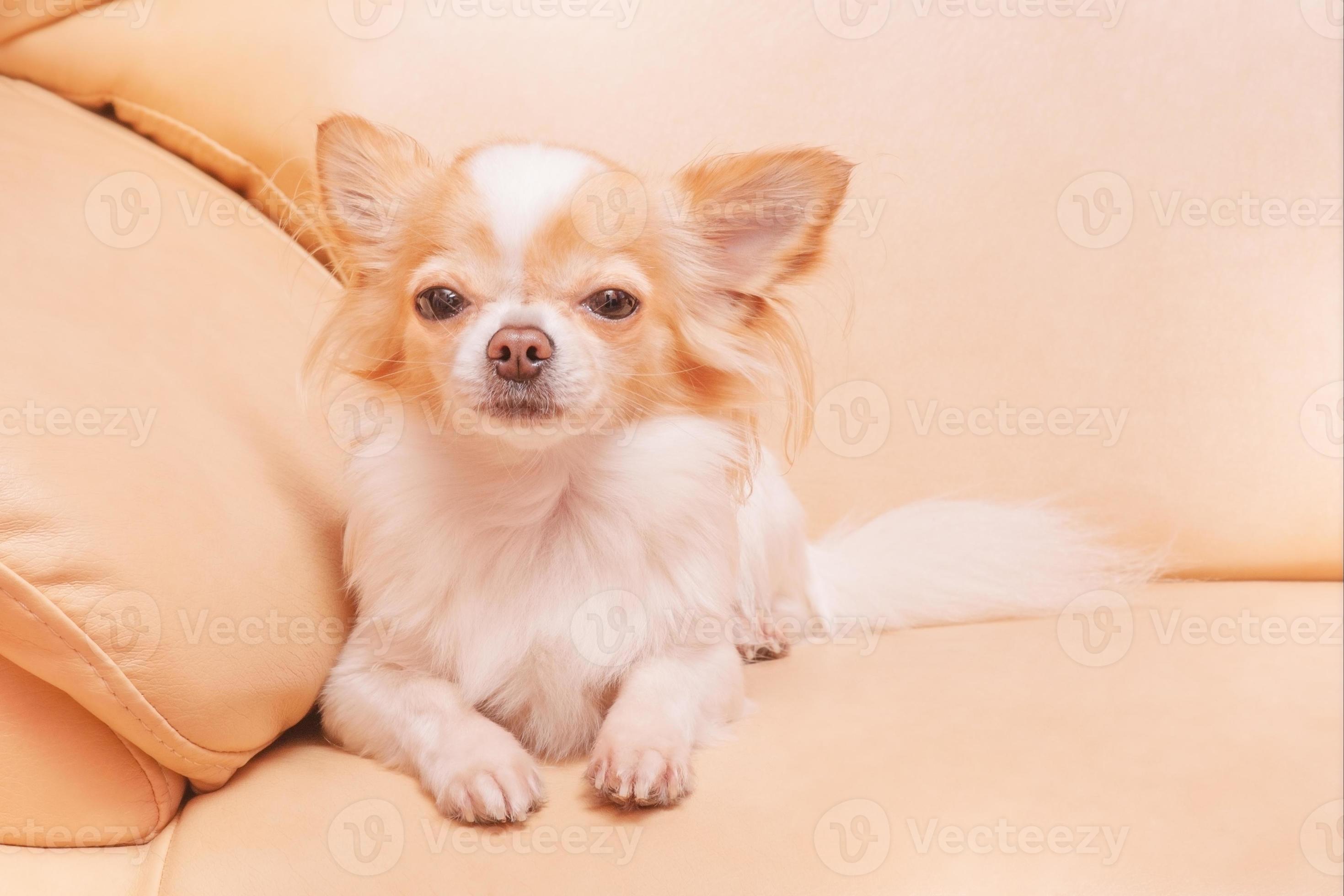Chihuahua Beige et Blanc avec Accessoires « La Nounourserie