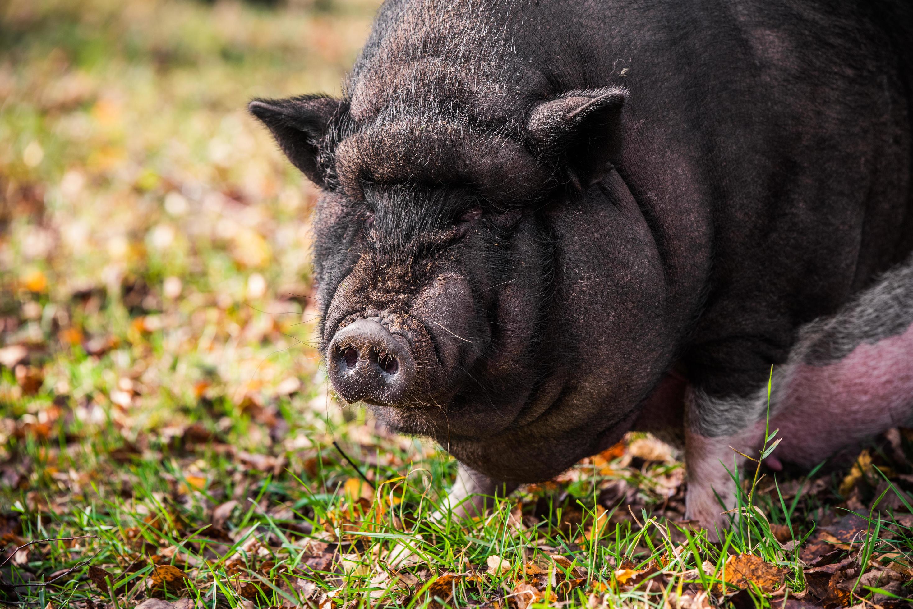 Le cochon vietnamien ou cochon ventru - Photos Futura