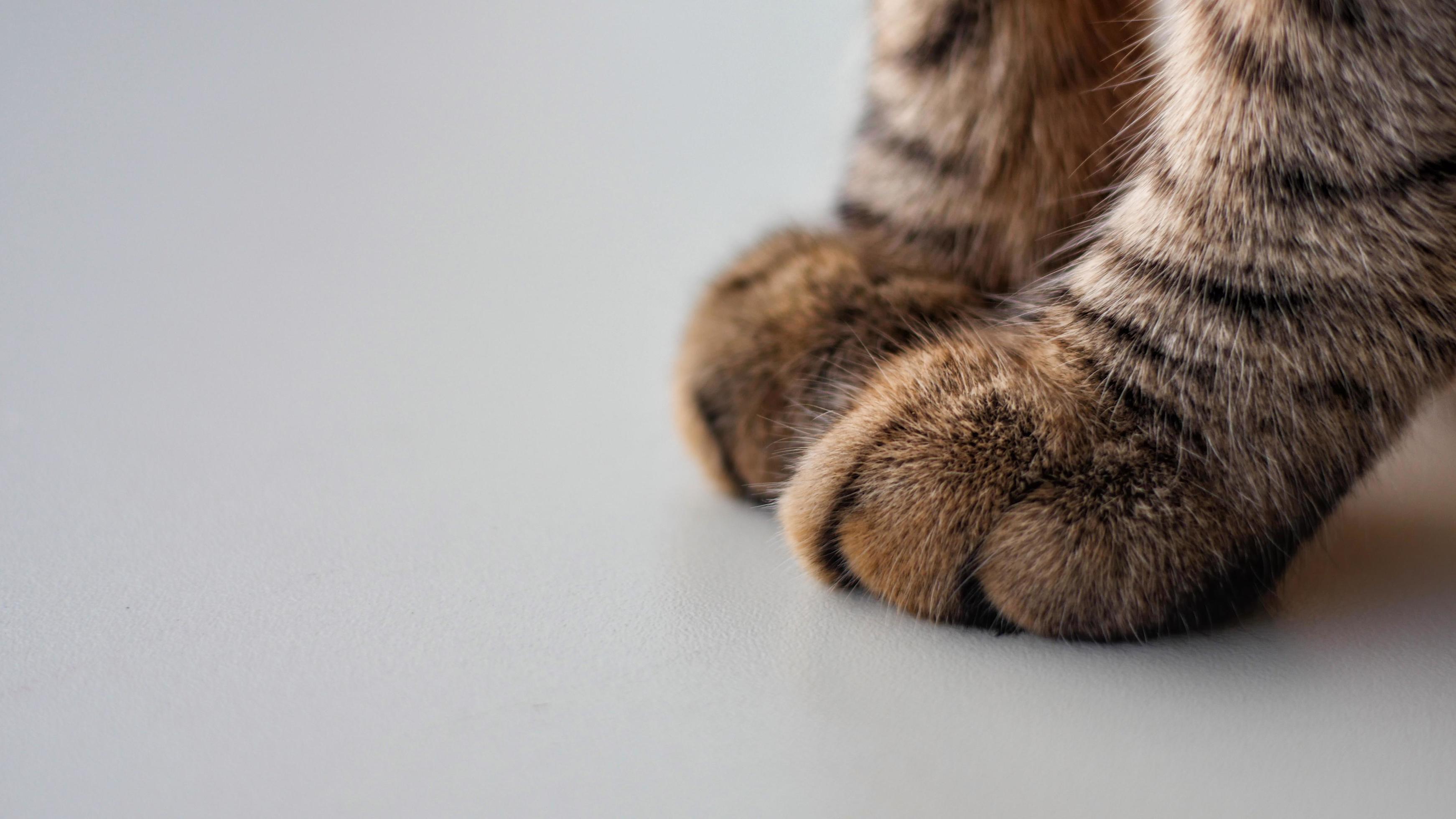 Gros Plan Des Pattes De Chat Sur Un Tableau Blanc Banque De Photos