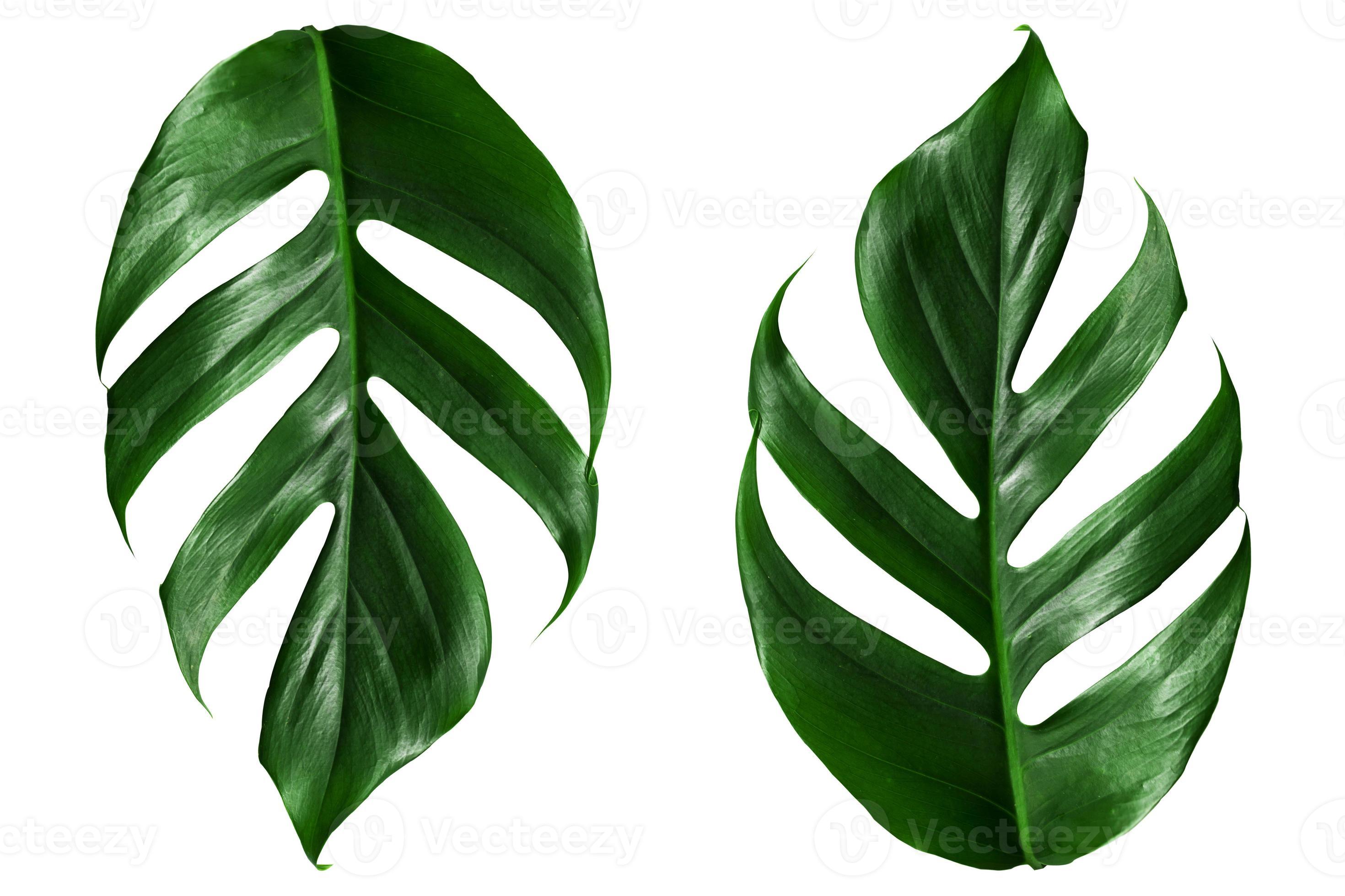vue de dessus plat laïc des feuilles de palmier vert photo