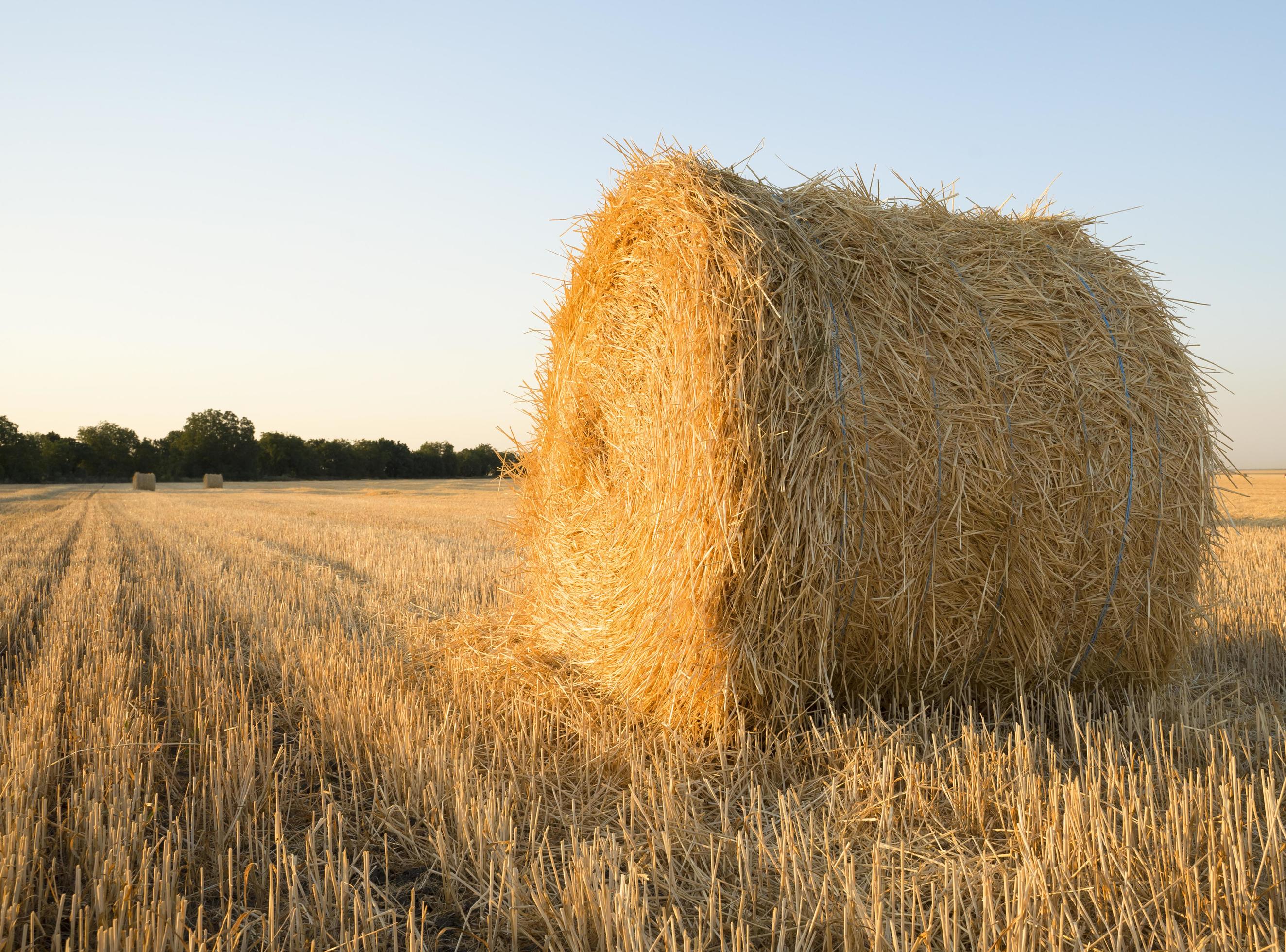 une balle de paille de blé sur un champ agricole 2188793 Photo de