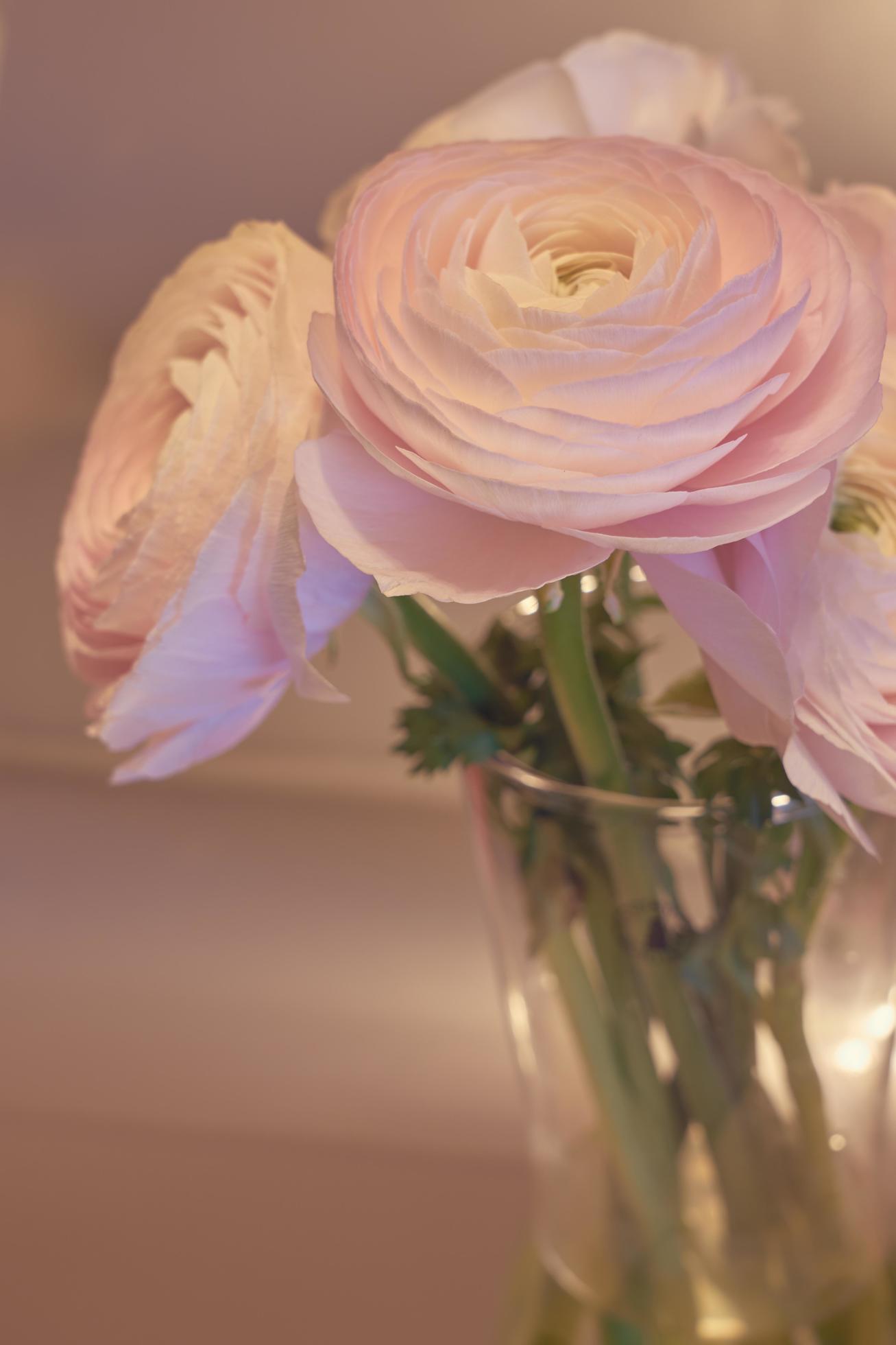 Fleurs de renoncule rose se bouchent dans un vase avec un arrière-plan flou  2189494 Banque de photos