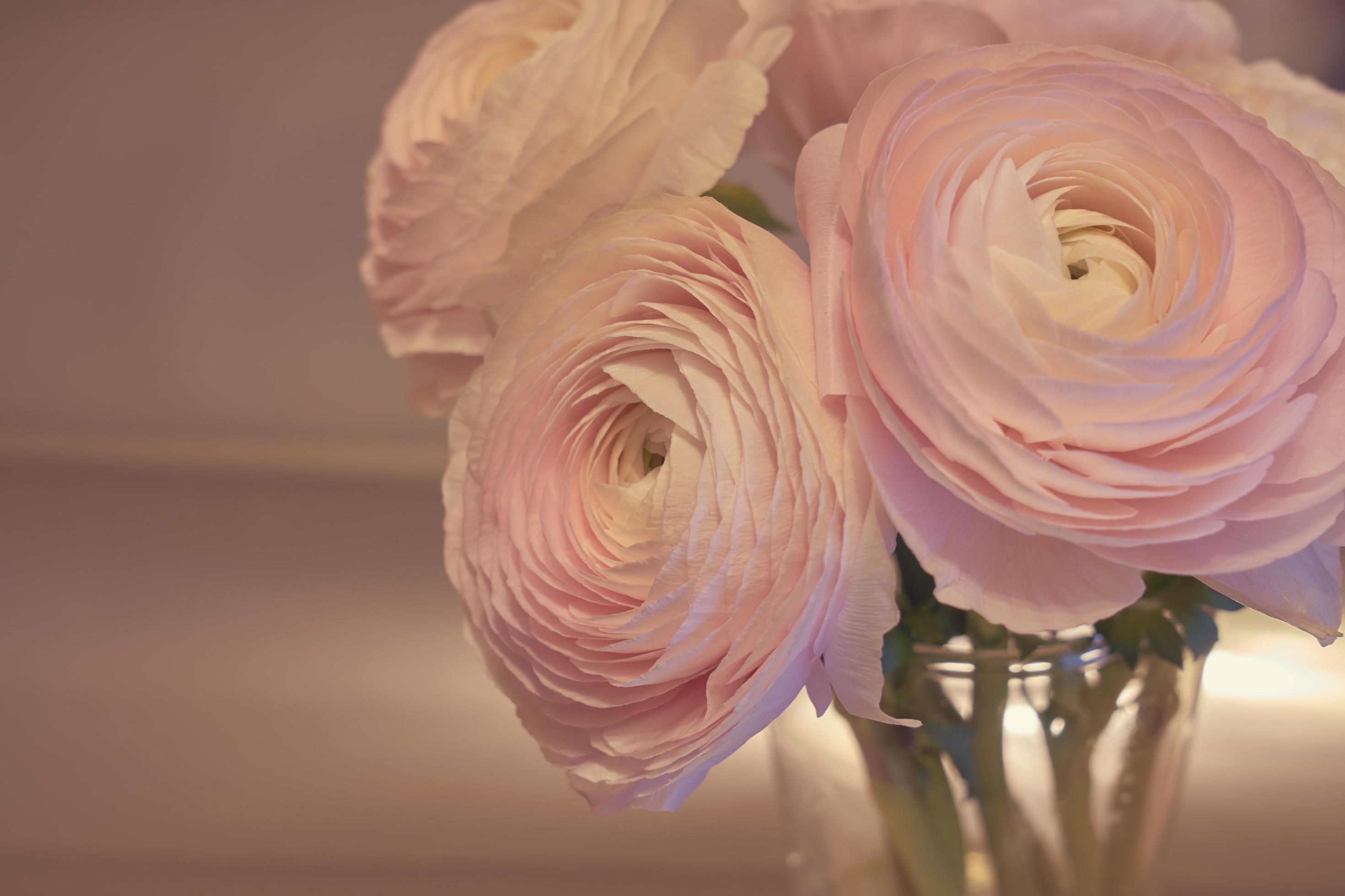 Fleurs de renoncule rose se bouchent dans un vase avec un arrière-plan flou  2189496 Banque de photos