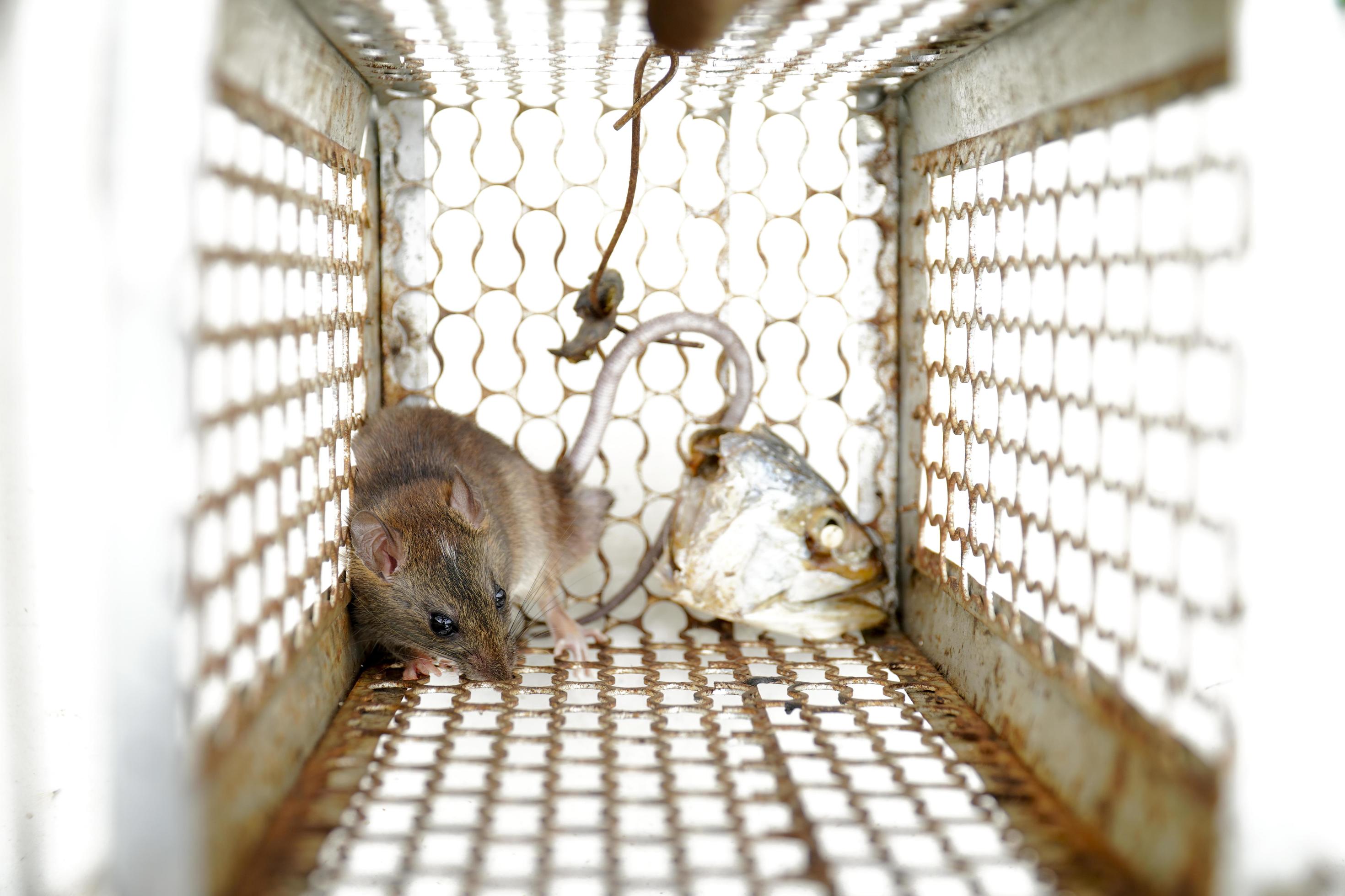rongeur piégé dans une cage de piège à souris 2191177 Photo de