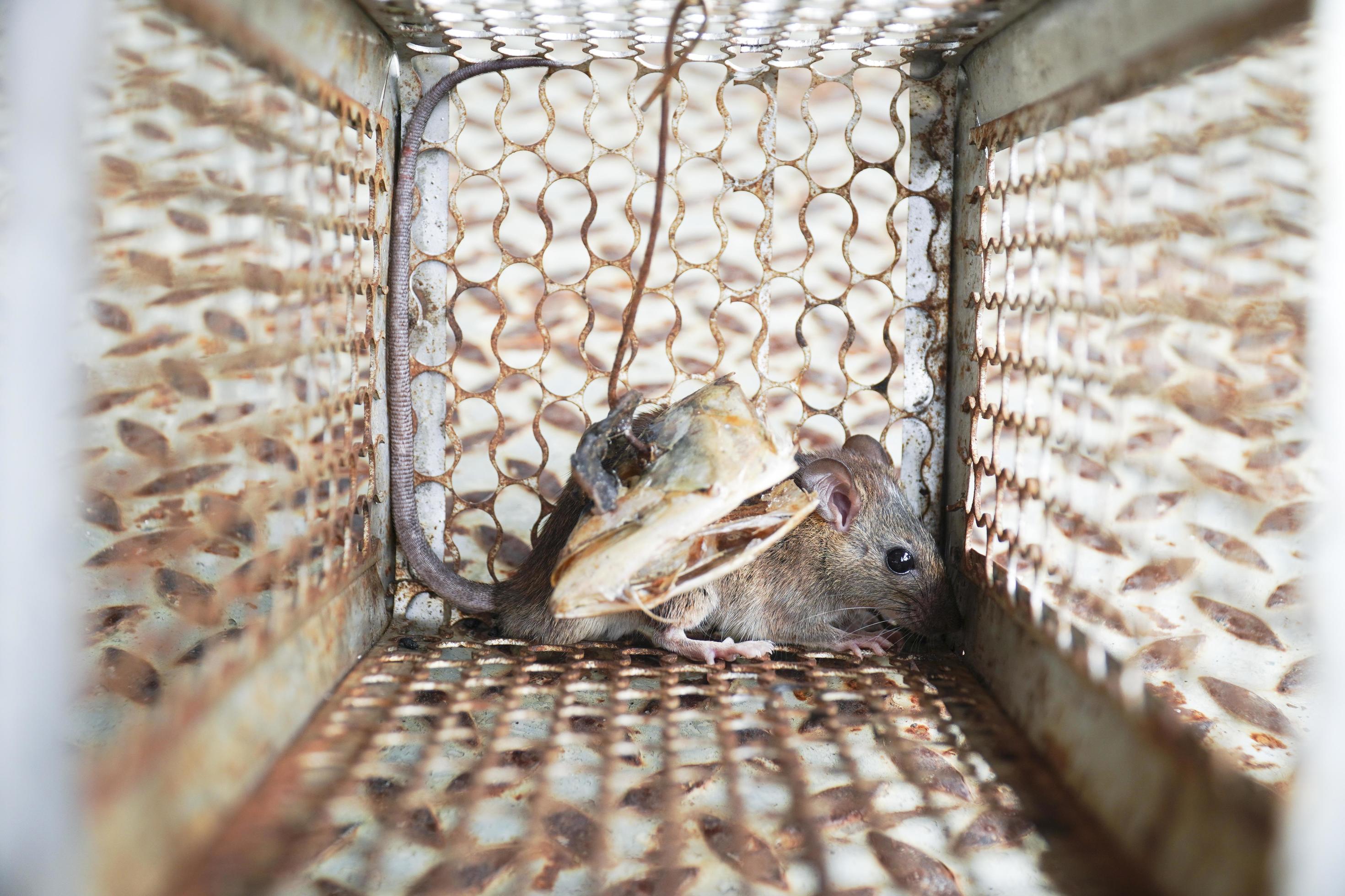 rongeur piégé dans une cage de piège à souris 2191177 Photo de