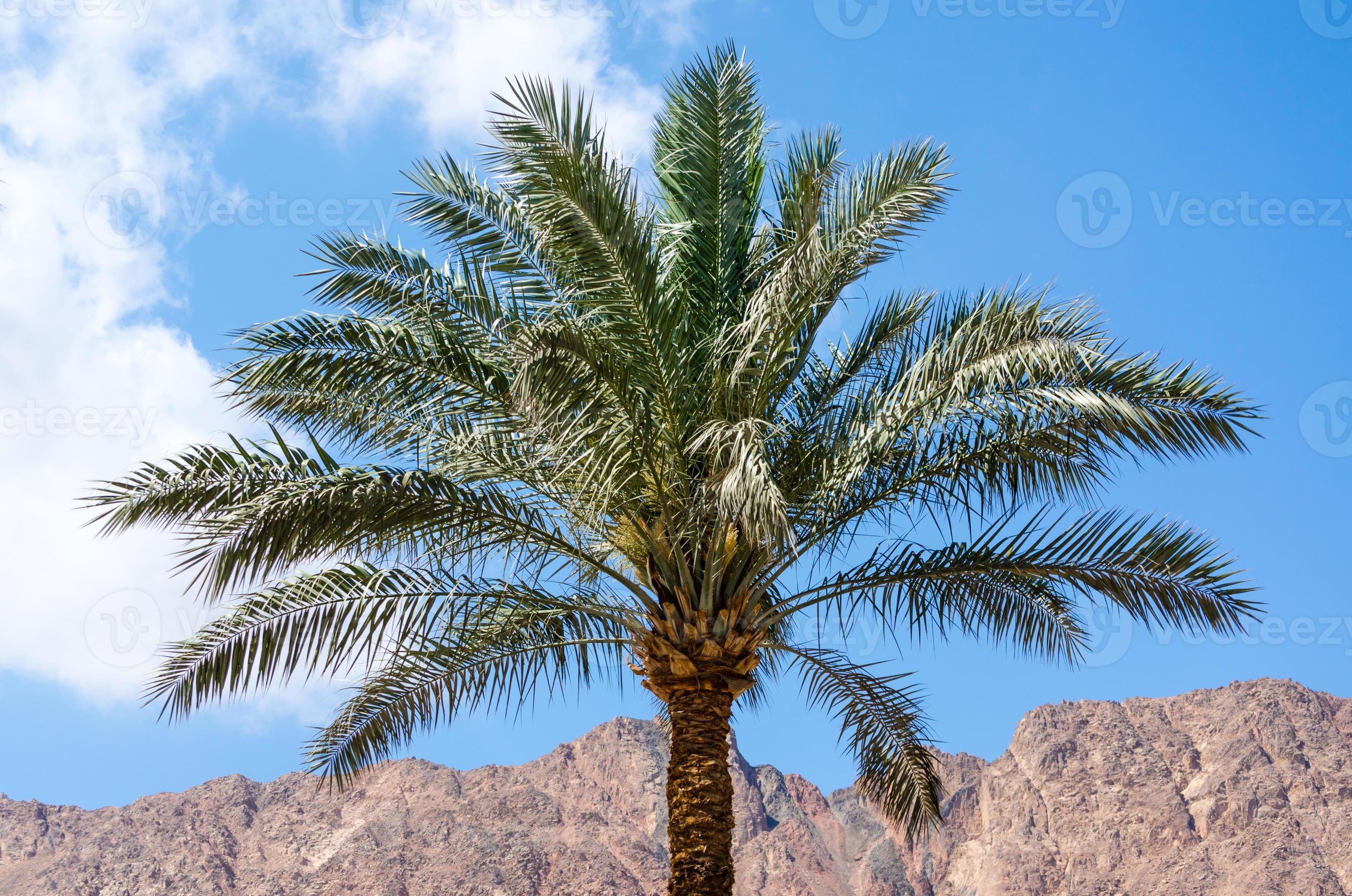 palmier avec des montagnes en arrière-plan photo