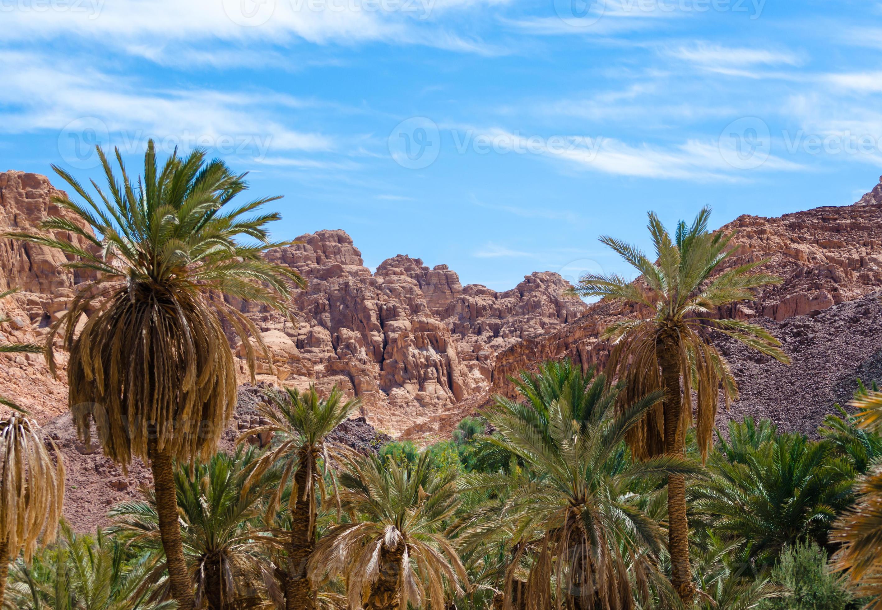 montagnes rocheuses et palmiers photo