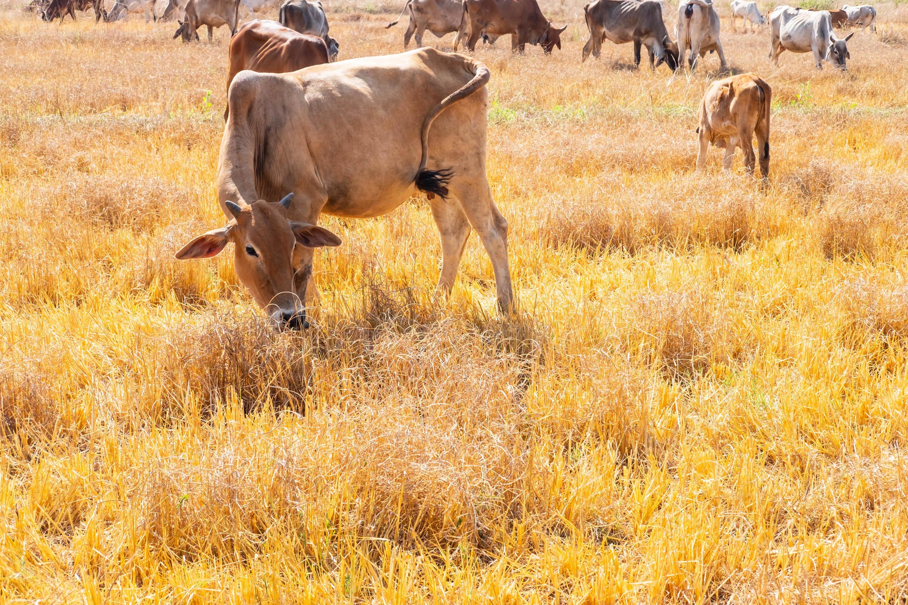 troupeau de vaches mangeant de l'herbe photo