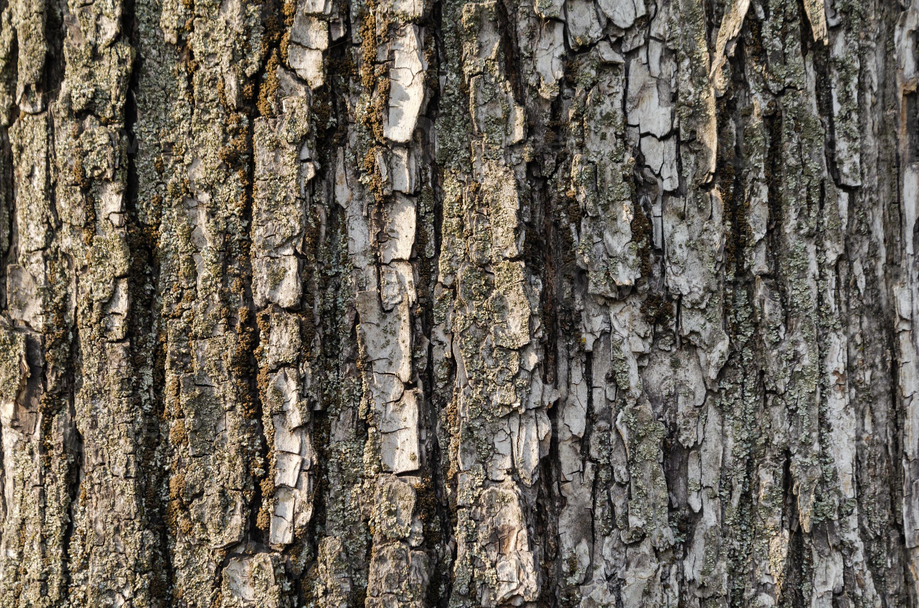 Grand Tapis de texture écorce d'arbre - Planète Gateau
