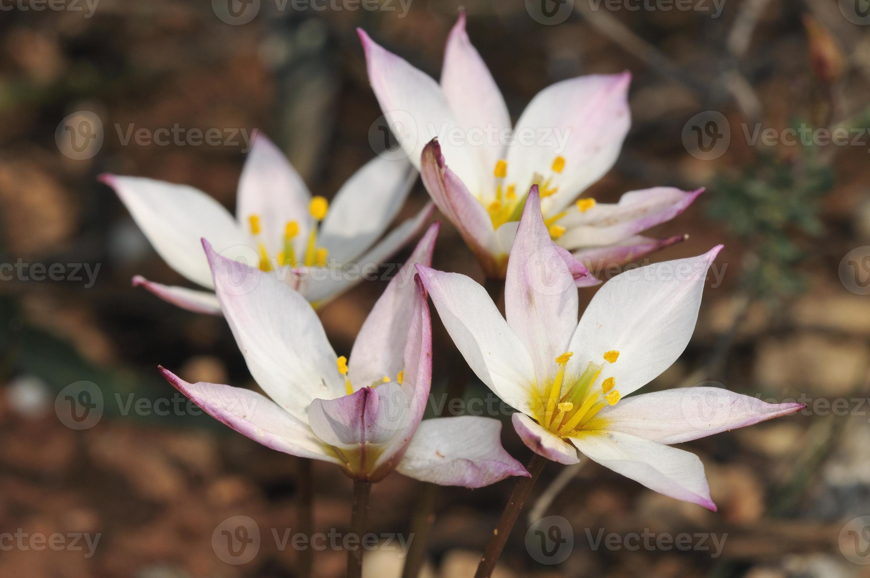 Cretan tulip- tulipa cretica, une plante endémique de Crète photo