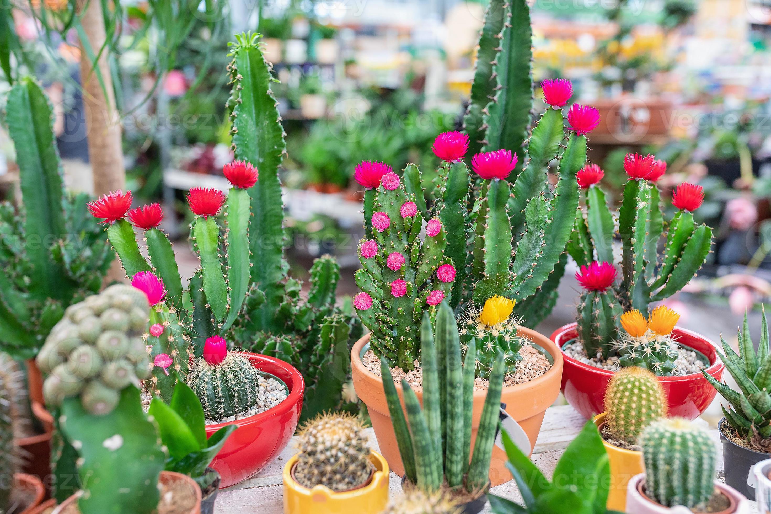 variété de petit épanouissement cactus dans plante boutique 23119838 Photo  de stock chez Vecteezy