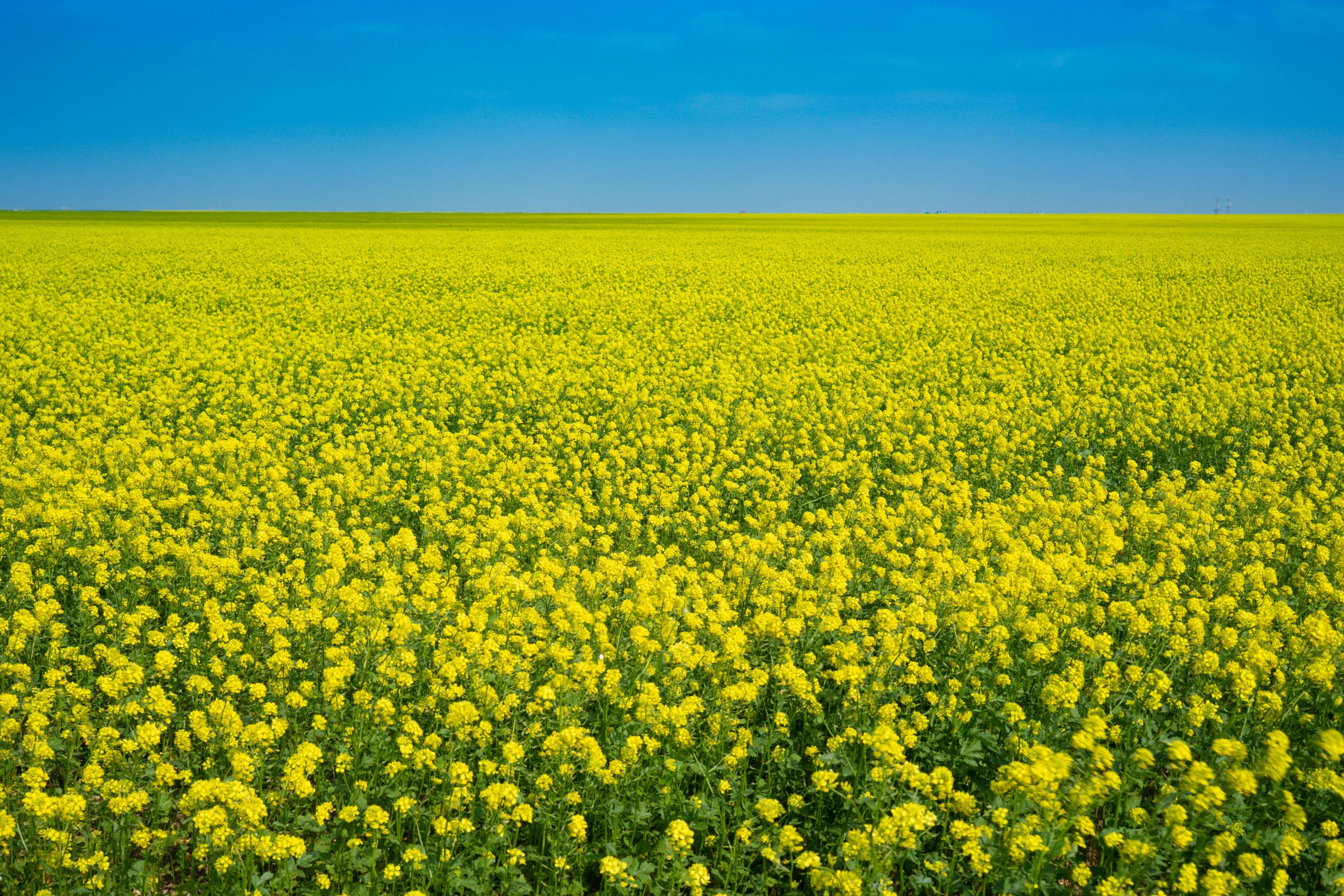 champs de colza en Crimée. beau paysage avec des fleurs jaunes. 2314556  Banque de photos