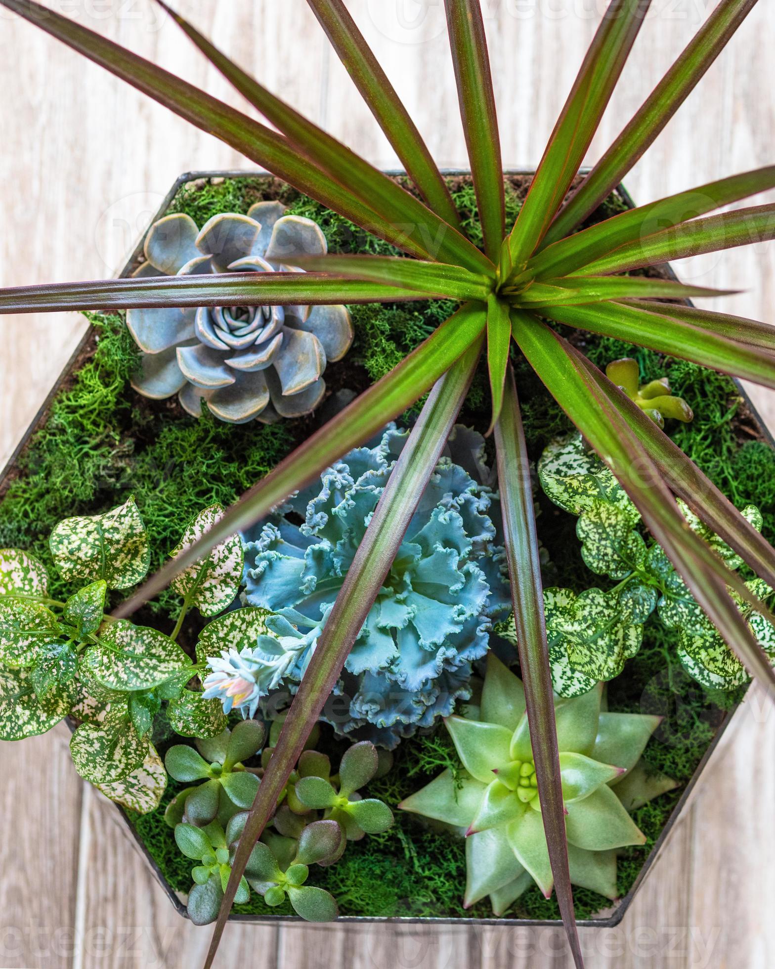 Plante de terrarium en pot avec succulentes cactus close up d'en