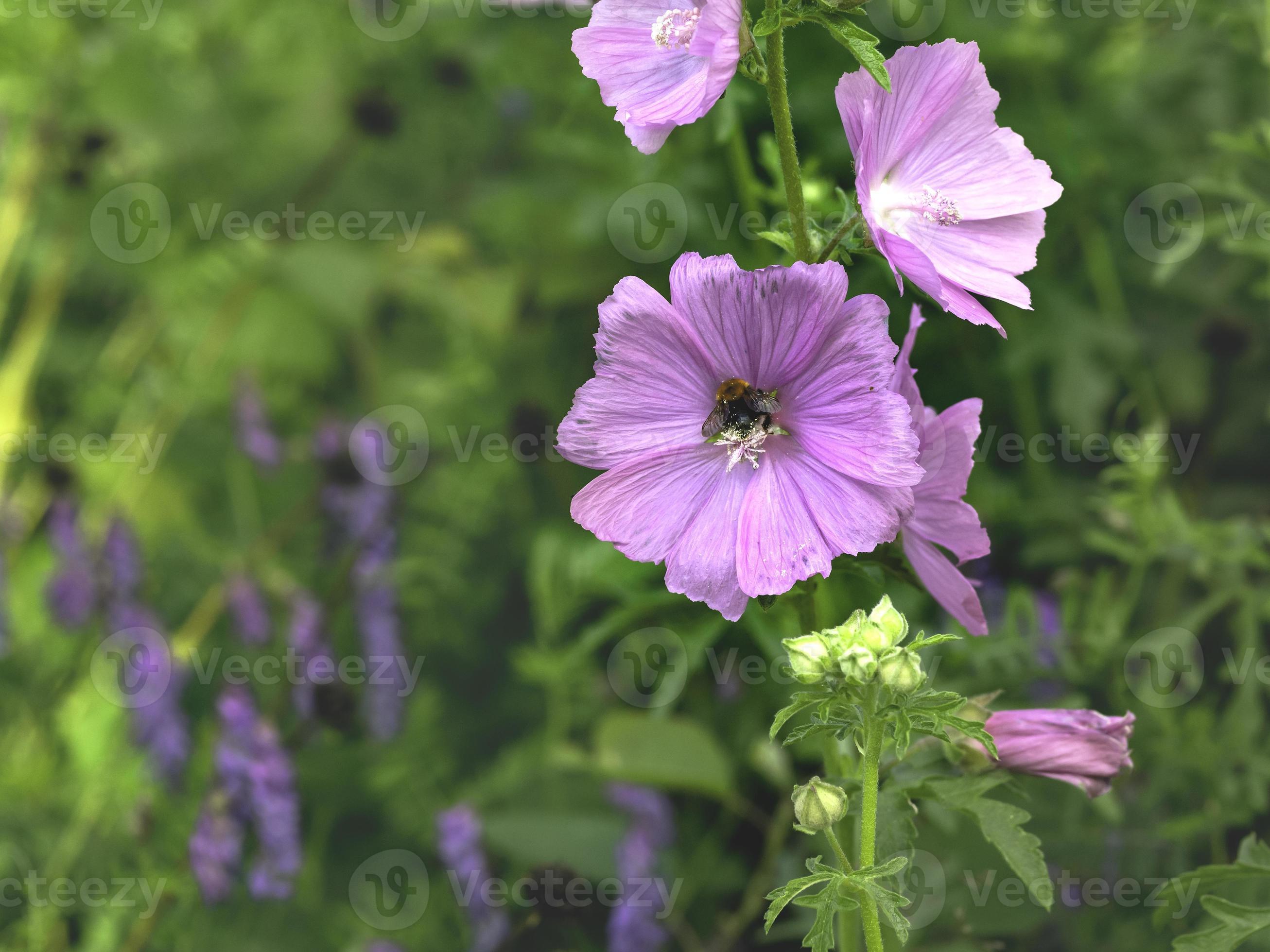 Fleur de mauve musquée malva moschata plante de jardin ornemental comestible  gros plan avec mise au point sélective et copiez l'espace 2441596 Banque de  photos