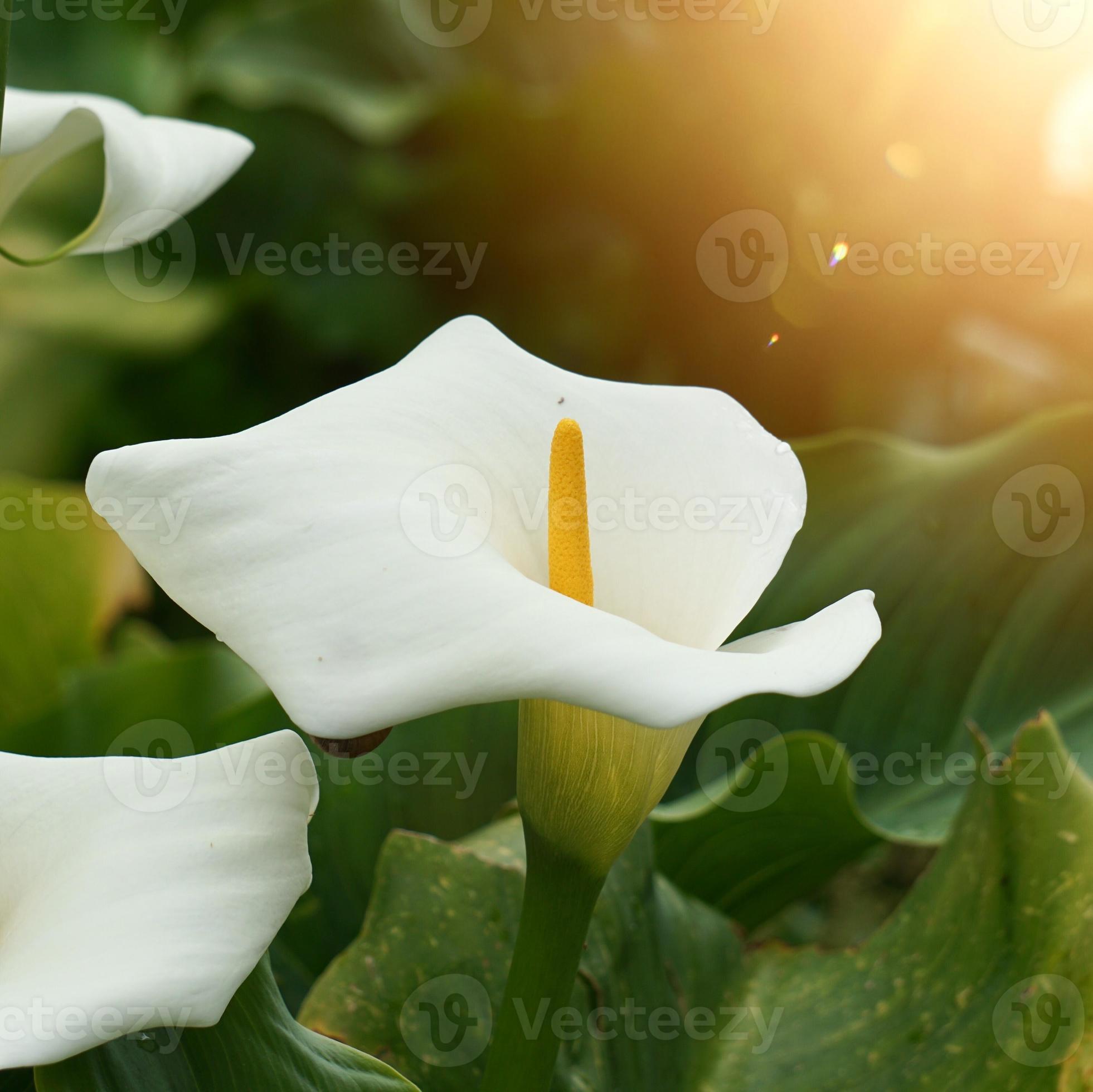 belle fleur de lys blanc calla au printemps 2454947 Banque de photos