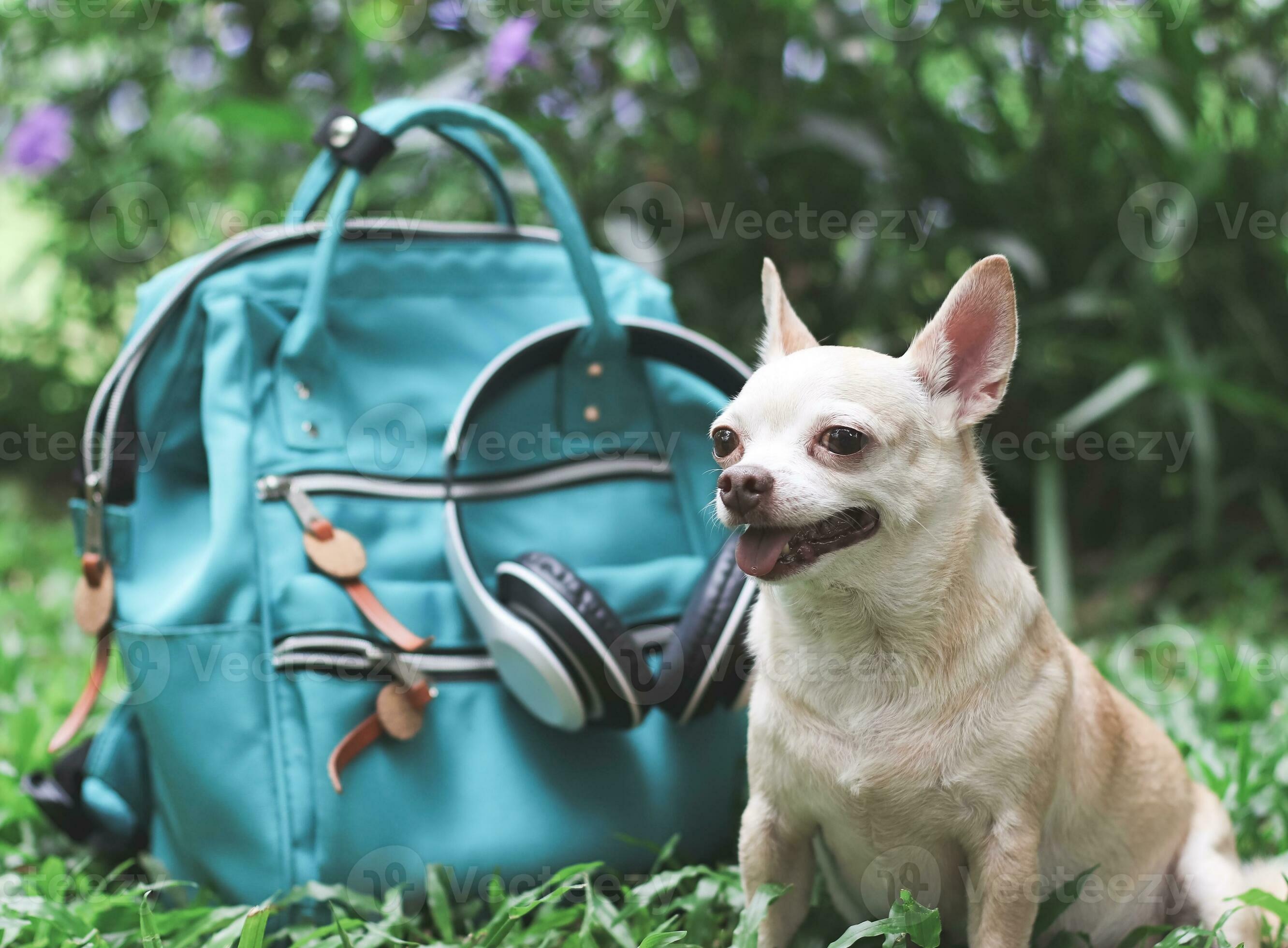 mignon chien chihuahua brun à cheveux courts assis sur l'herbe verte dans  le jardin avec accessoires de voyage, sac à dos et casque. voyager avec le  concept animal. 24924556 Photo de stock