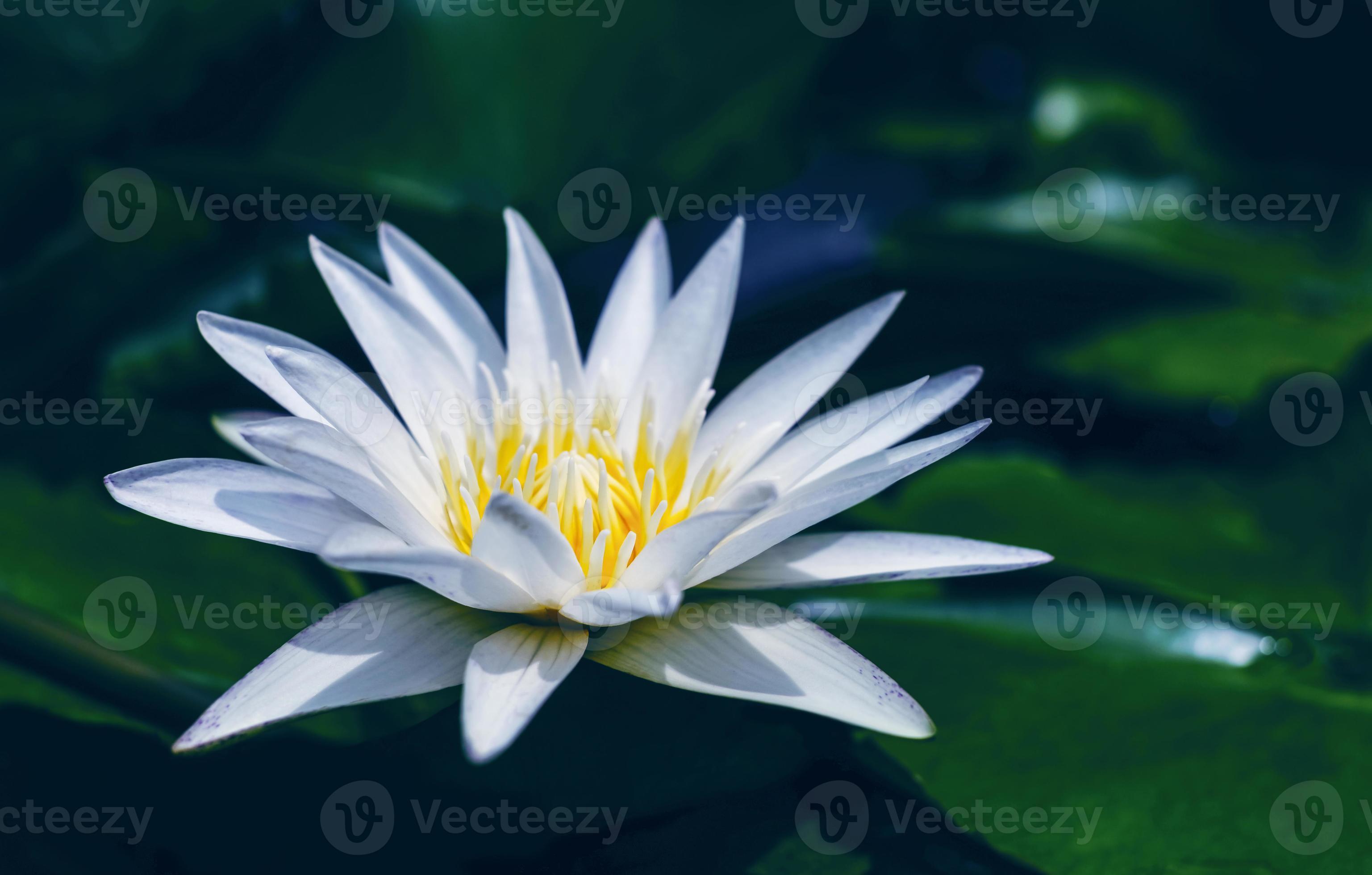 fleur de lotus blanc avec des feuilles vertes dans un étang photo