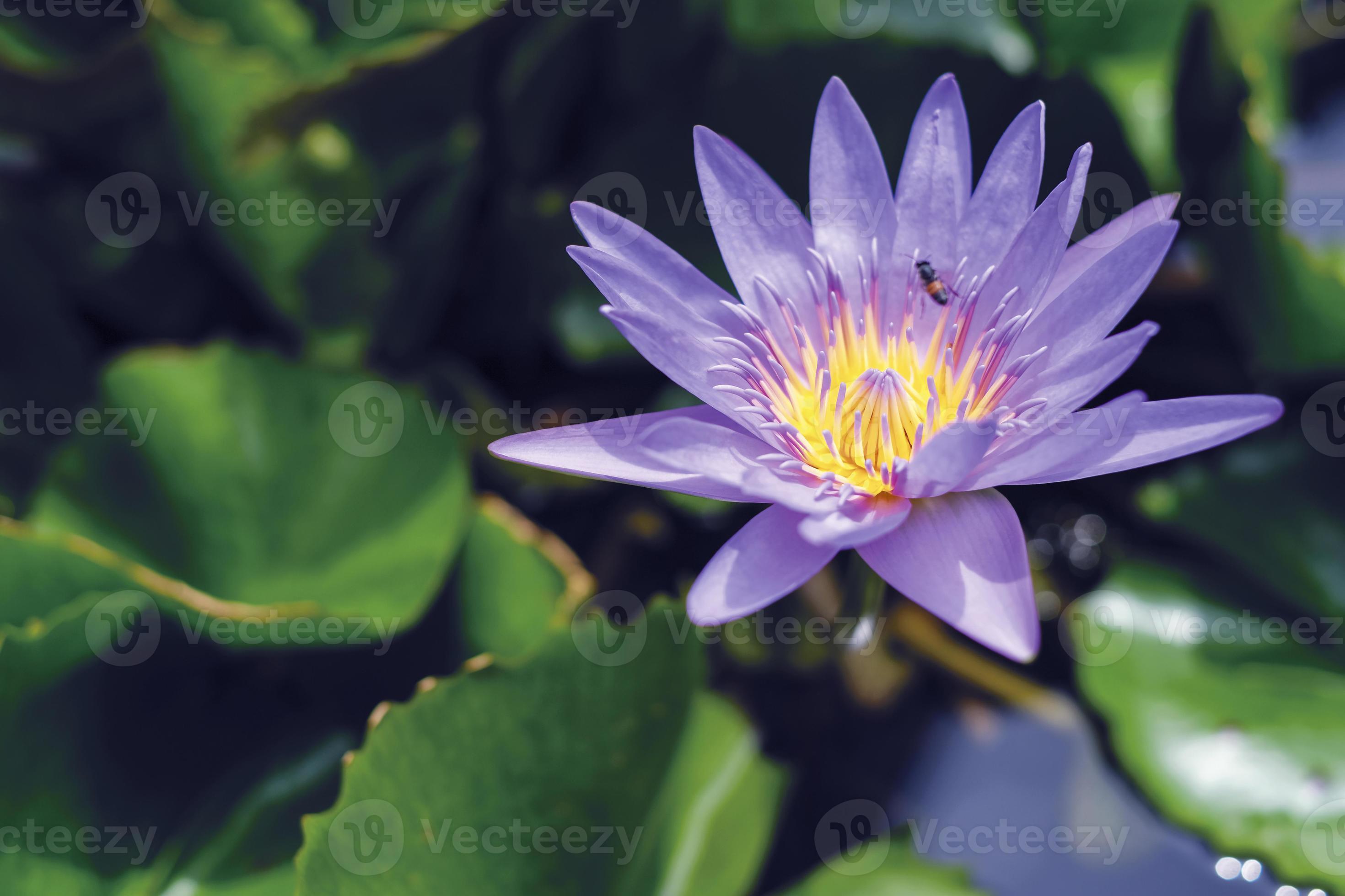 fleur de lotus violet avec des feuilles vertes dans l'étang photo