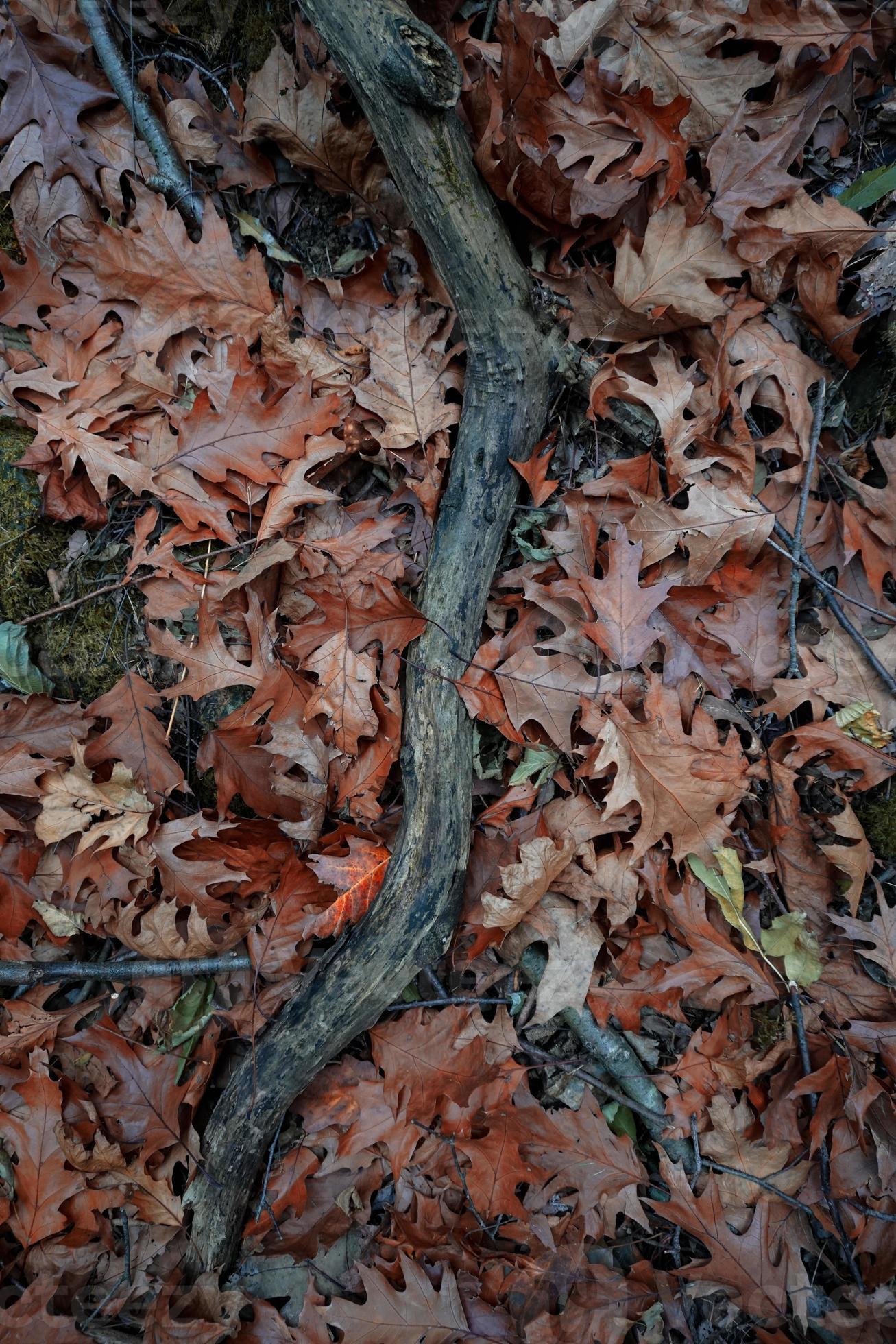 feuilles brunes sèches et branches d'arbres photo