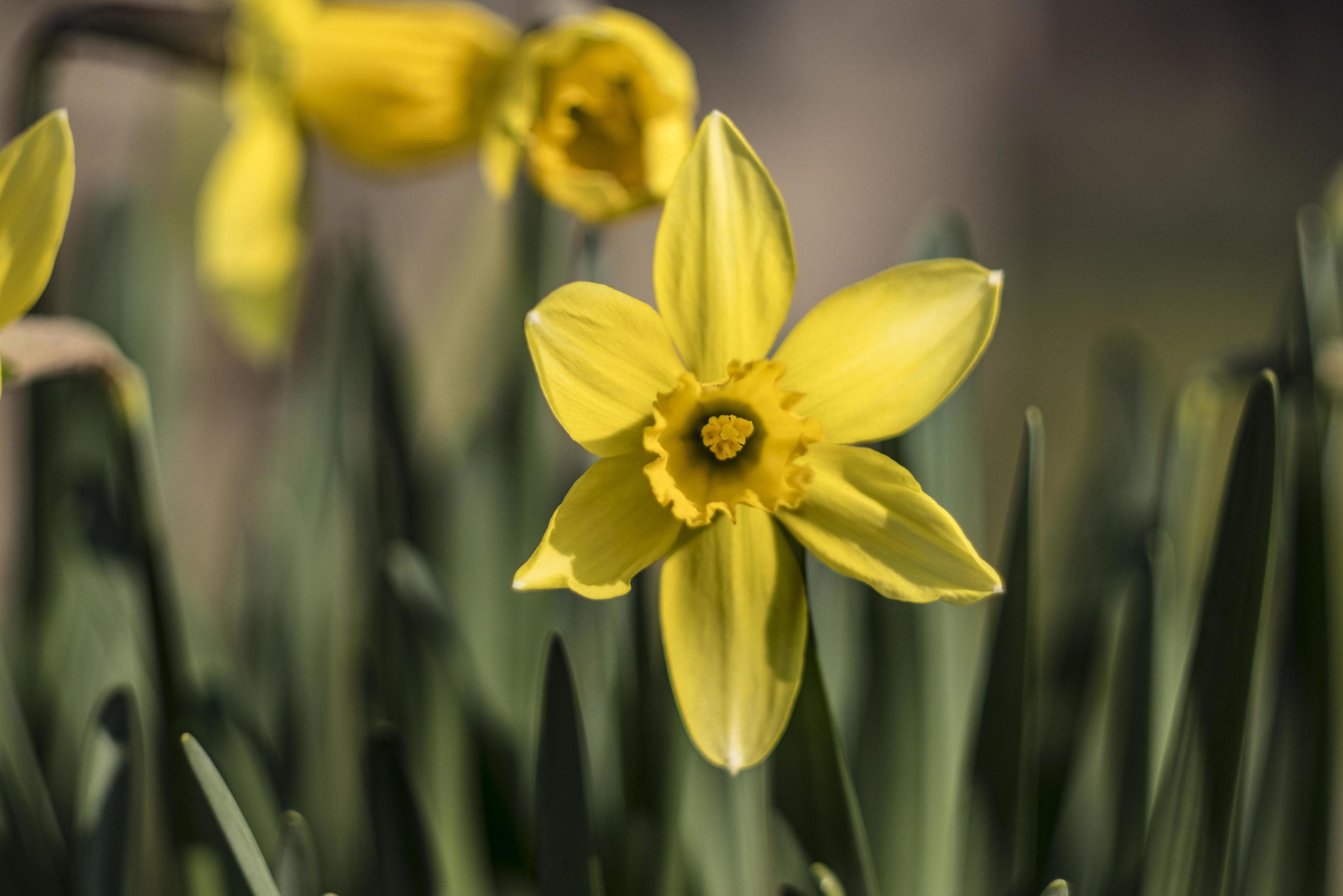 premières fleurs de printemps jonquilles jaunes 2545622 Banque de photos