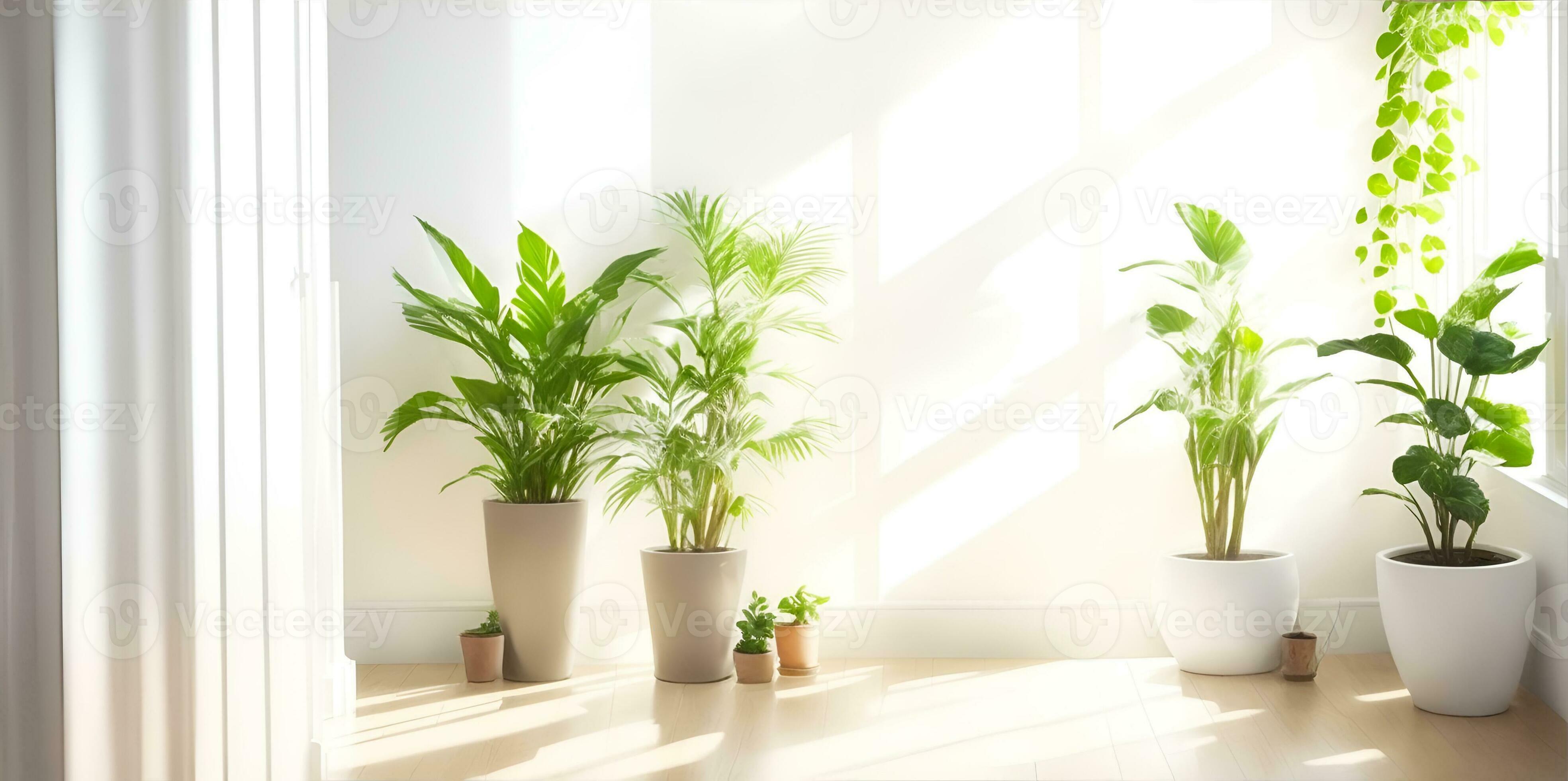 paisible intérieur Contexte avec doux crème blanc des murs et mis en pot  plante. ai généré 25470087 Photo de stock chez Vecteezy