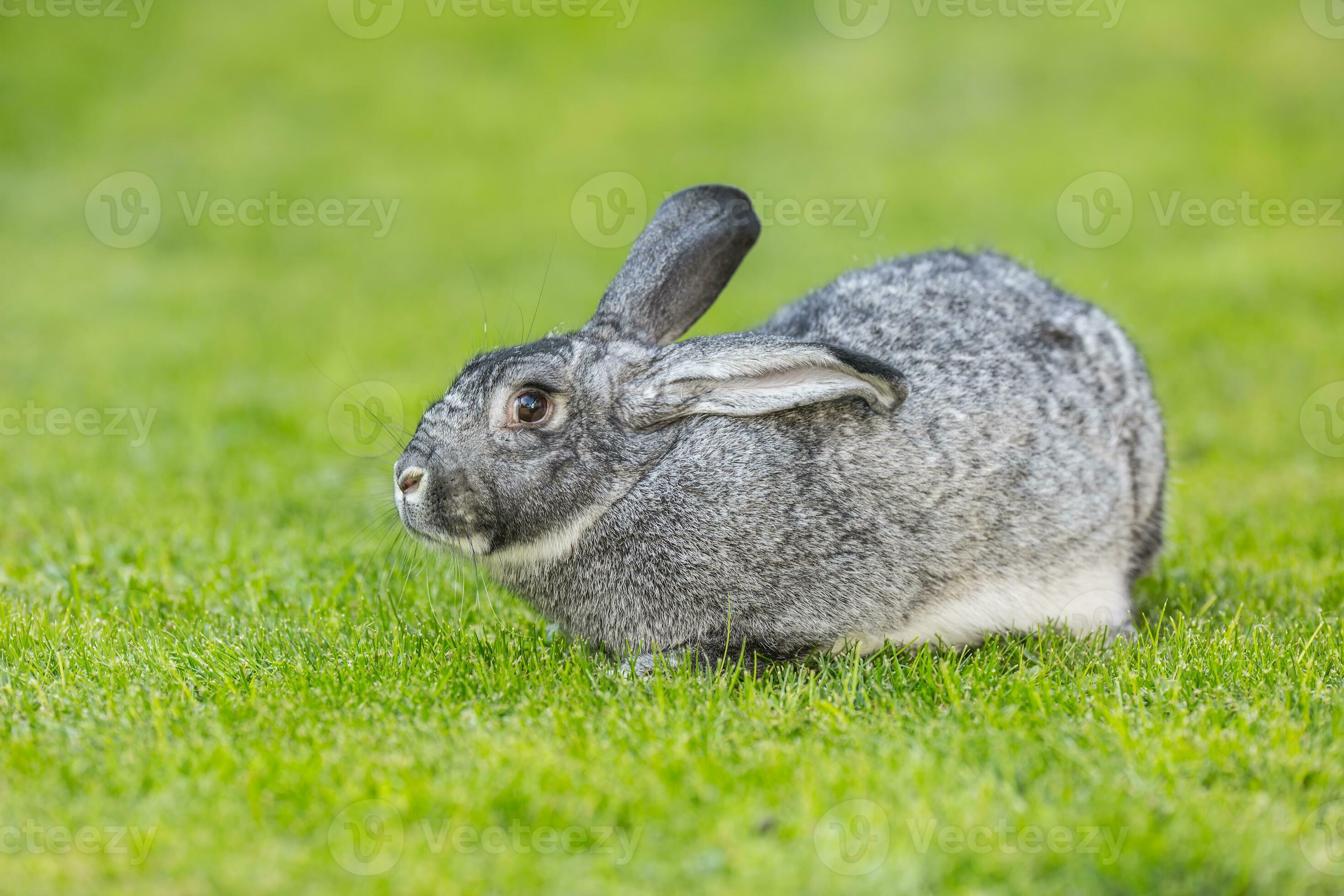 lapin. mignonne lapin lapin sur le pelouse dans le jardin 27603193