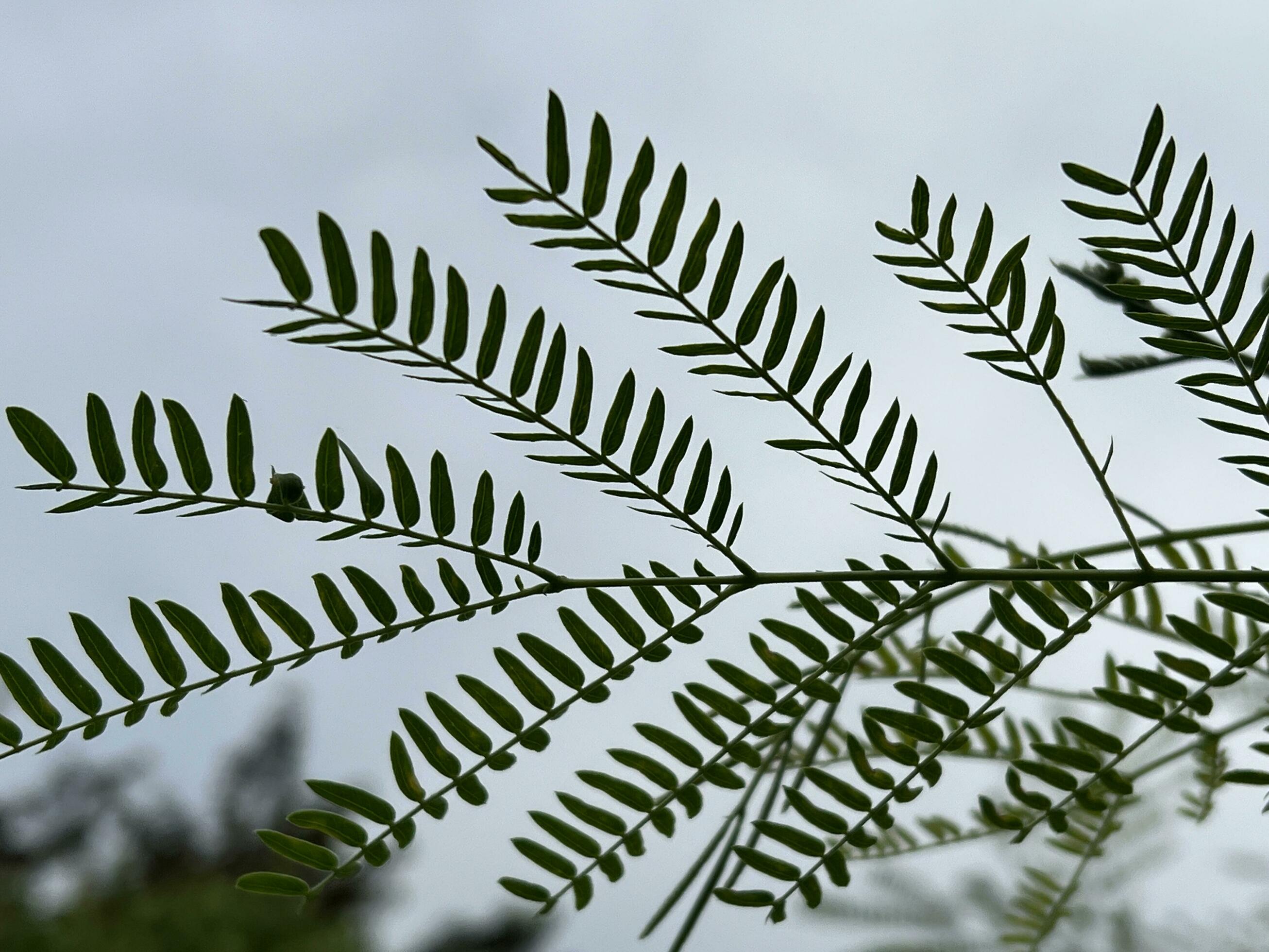 FEUILLES DE KPLALA - CNLVC