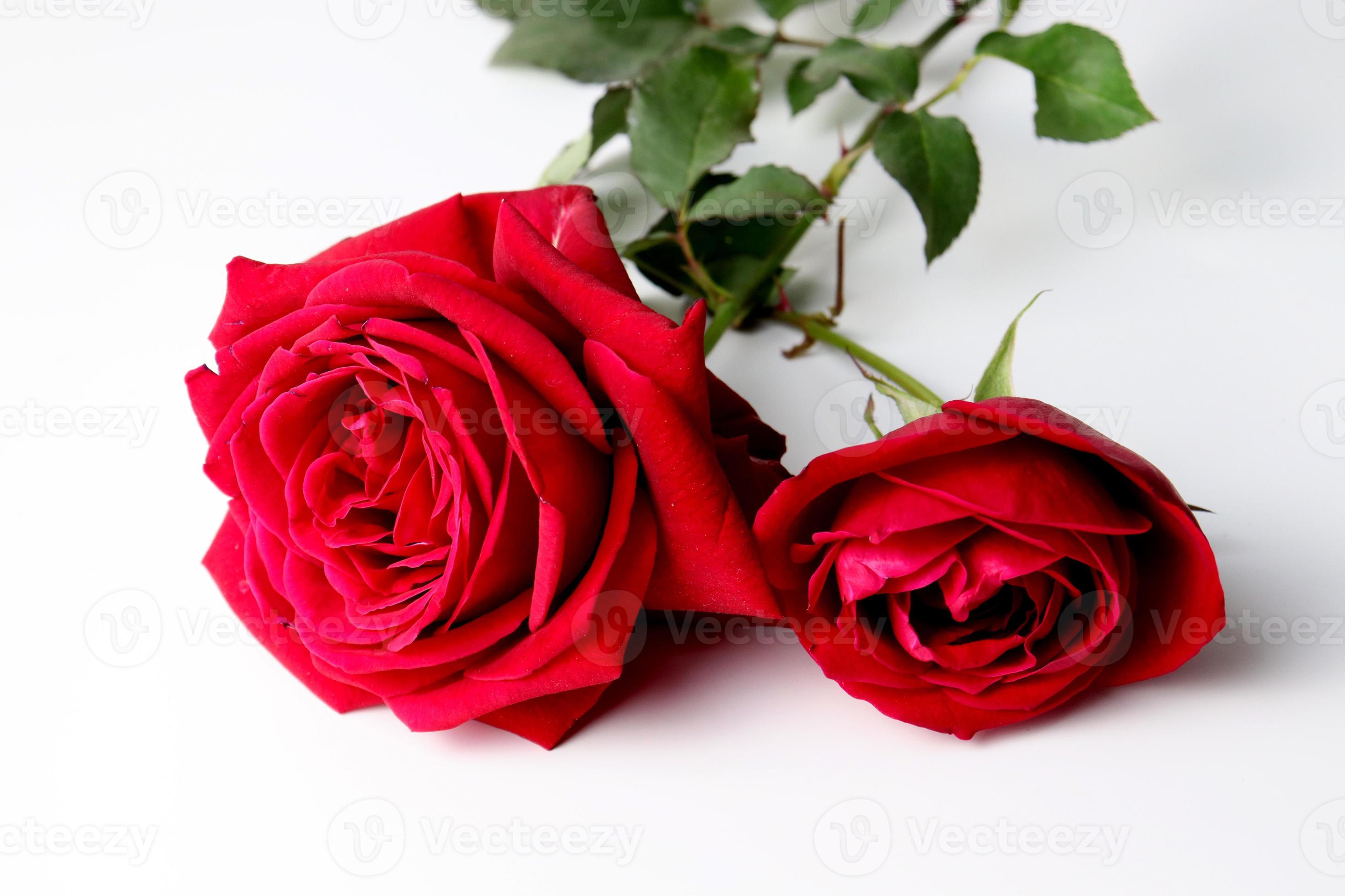 belle rose de couleur rouge gros plan 2933322 Banque de photos