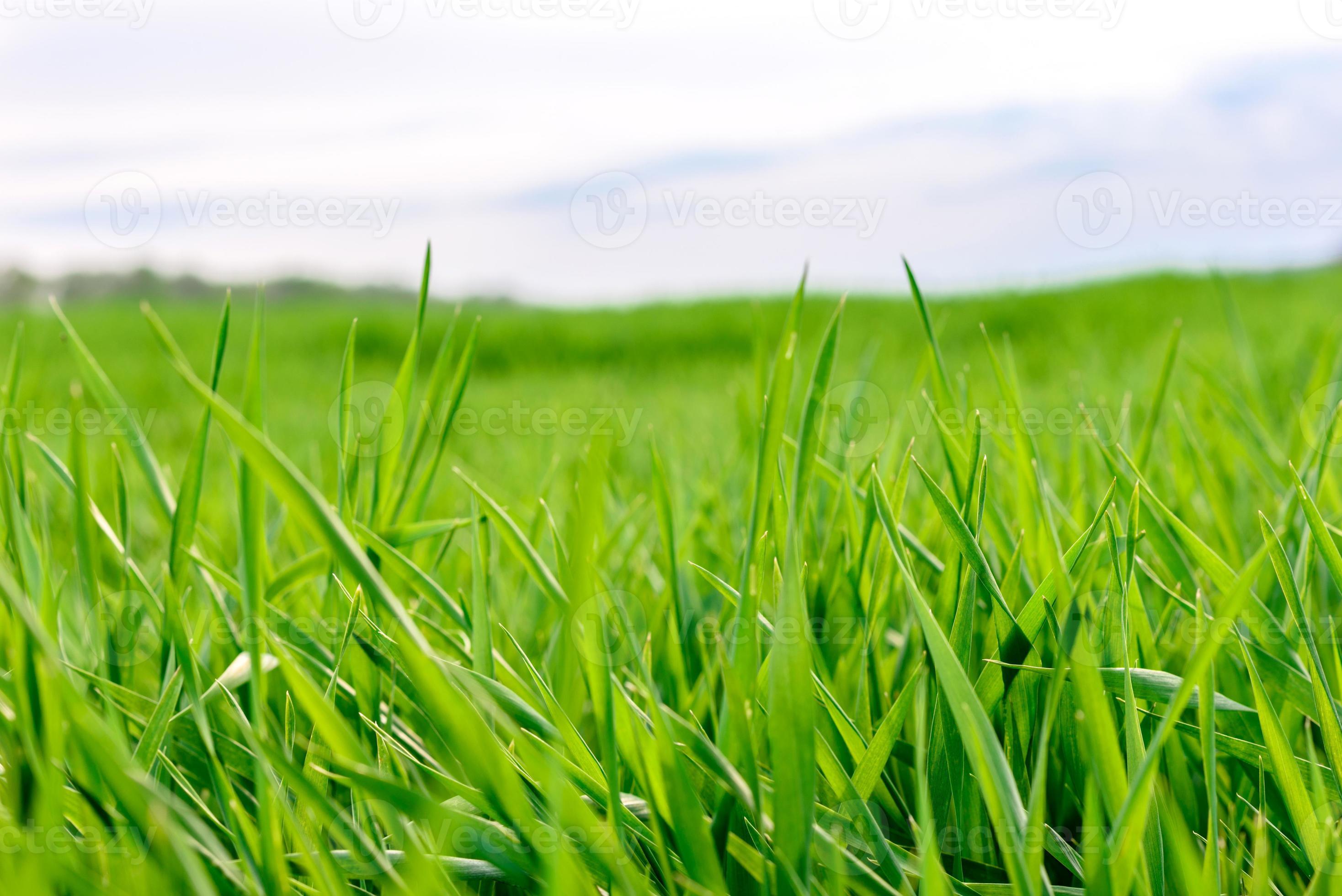 champ de texture d'herbe verte fraîche en arrière-plan 2980416 Photo de  stock chez Vecteezy