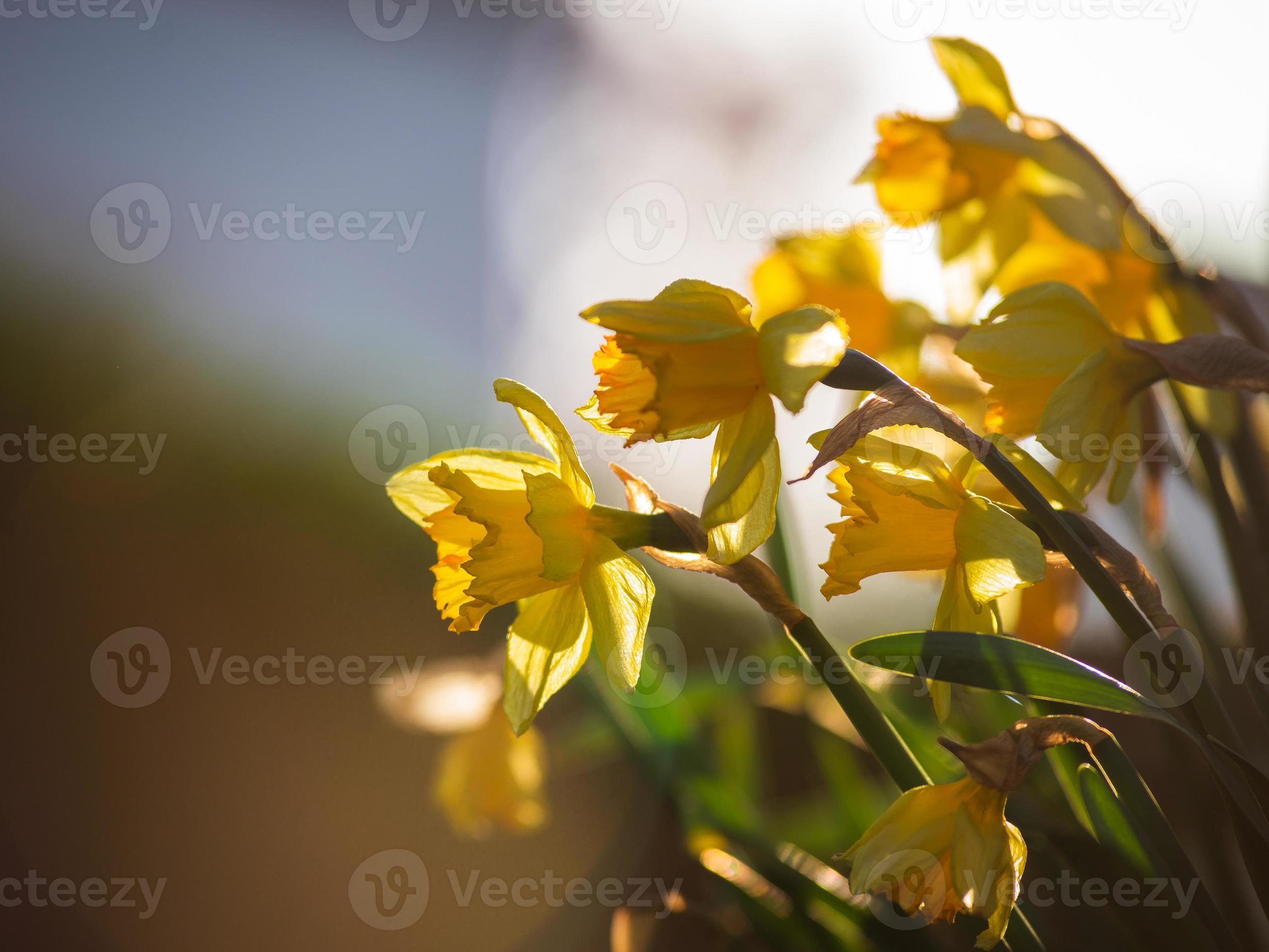 jonquilles et tulipes dans les rayons du soleil couchant. ville fleurie de  strasbourg, printemps. 2988181 Banque de photos