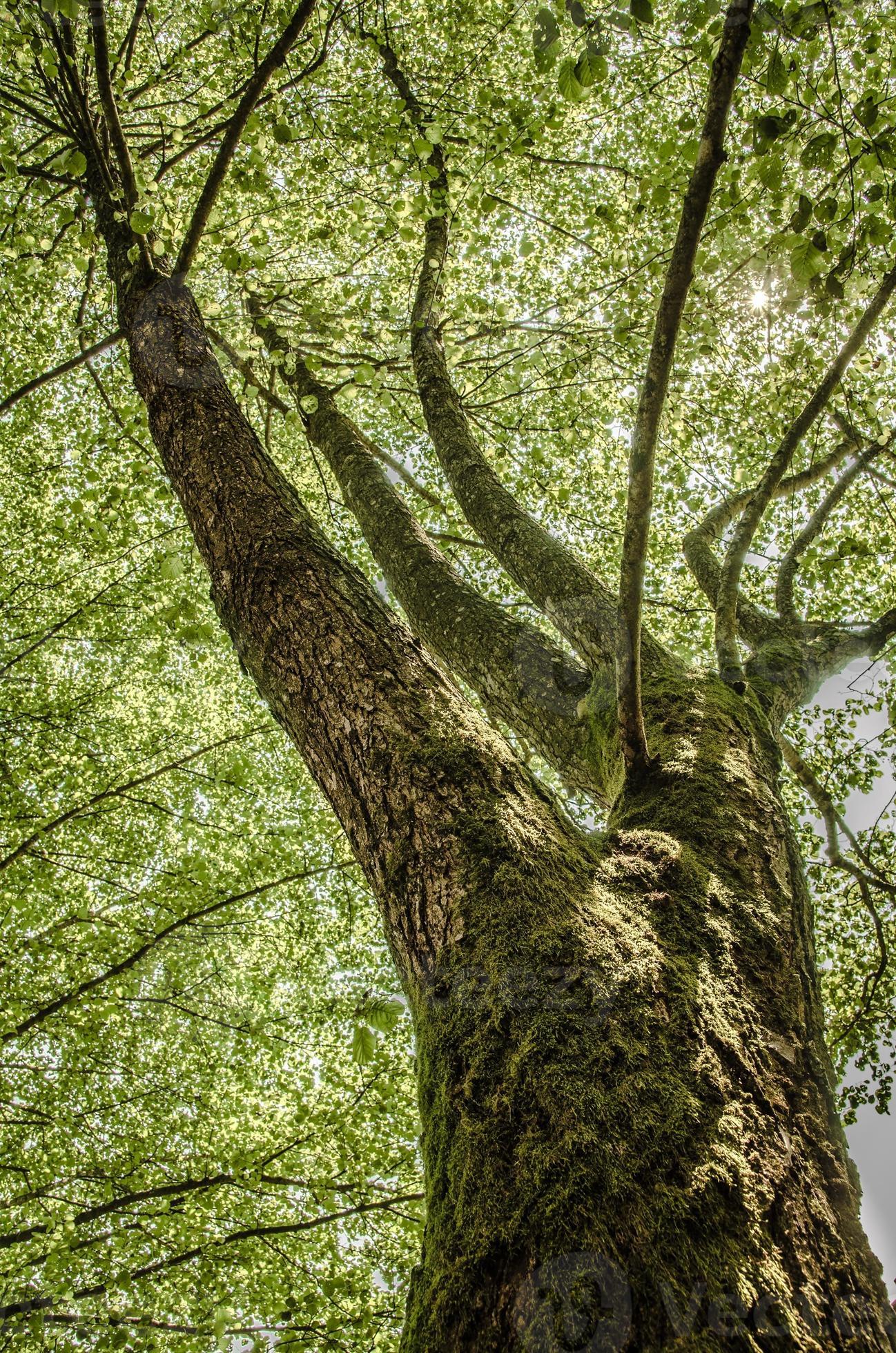 Bel Arbre Vert De Source Avec Les Lames Fraîches Photo stock